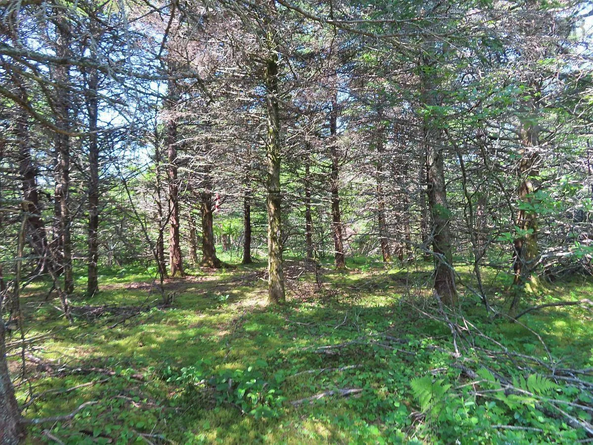 Lot 10 Hwy 316 (grovers Point), Cole Harbour Ns B0h 1t0, ,Land,For Sale,Hwy 316 (Grovers Point),202428068