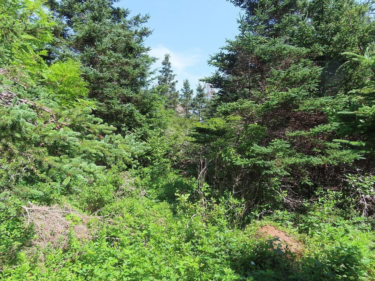 Lot 10 Hwy 316 (grovers Point), Cole Harbour Ns B0h 1t0, ,Land,For Sale,Hwy 316 (Grovers Point),202428068