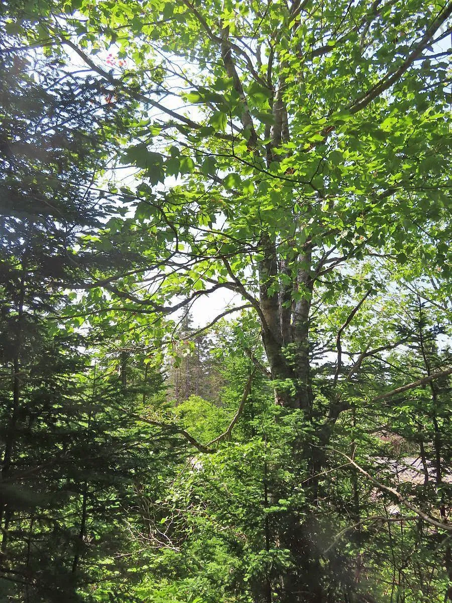 Lot 10 Hwy 316 (grovers Point), Cole Harbour Ns B0h 1t0, ,Land,For Sale,Hwy 316 (Grovers Point),202428068