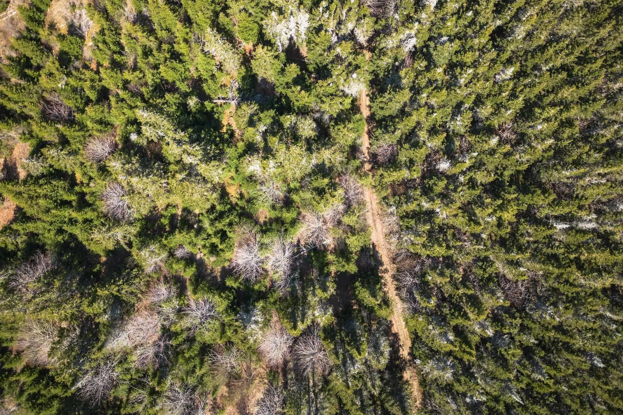 Highway 19, Creignish Ns B9a 1a8, ,Land,For Sale,Highway 19,202411781