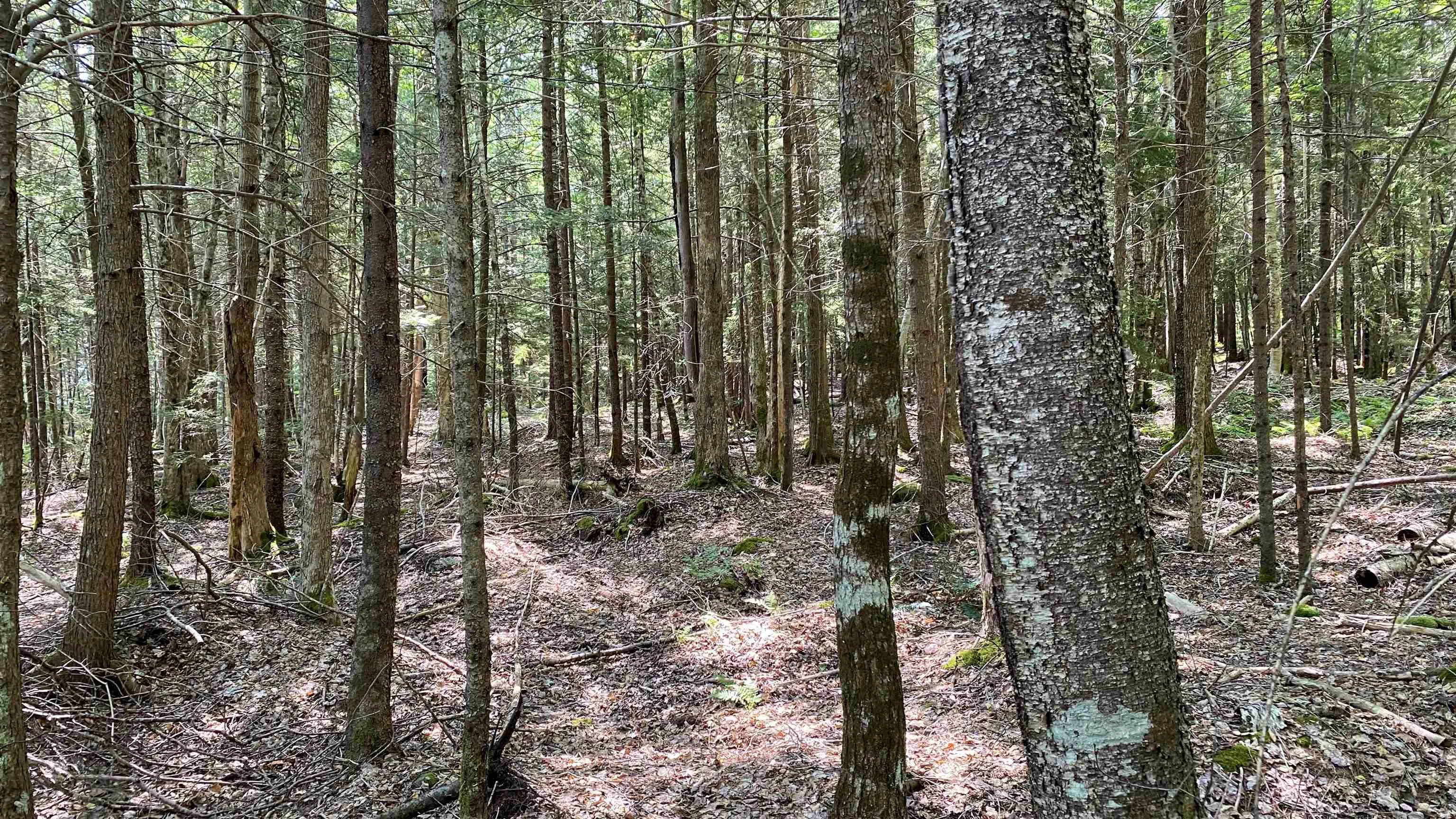 Troop Road, North Range, NS B0W 1H0, ,Land,For Sale,Troop,202521167