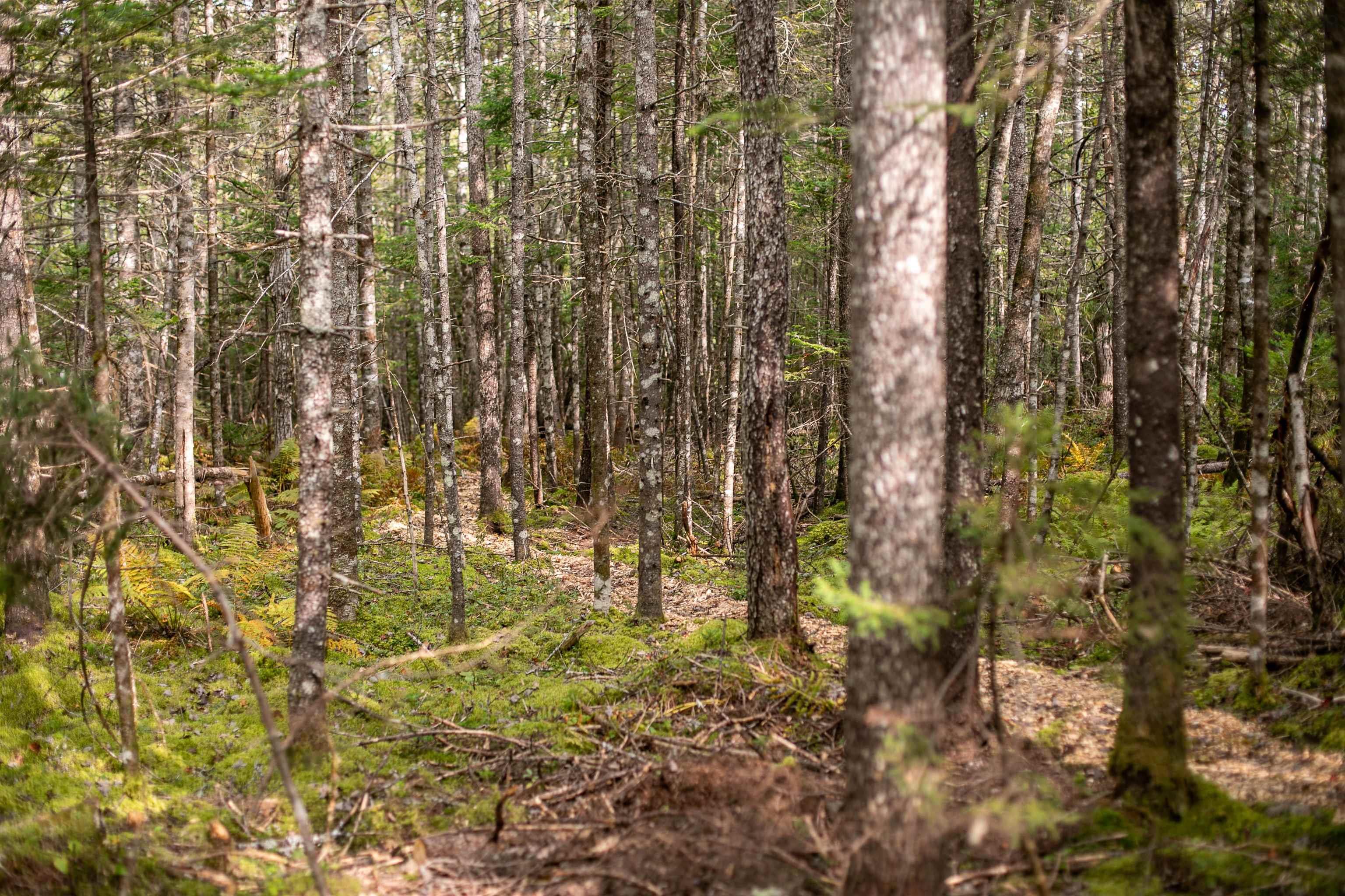 Stamping Mill Lane Lot 7, Beech Hill NS B0J 1K0, ,Land,For Sale,Stamping Mill,202321082