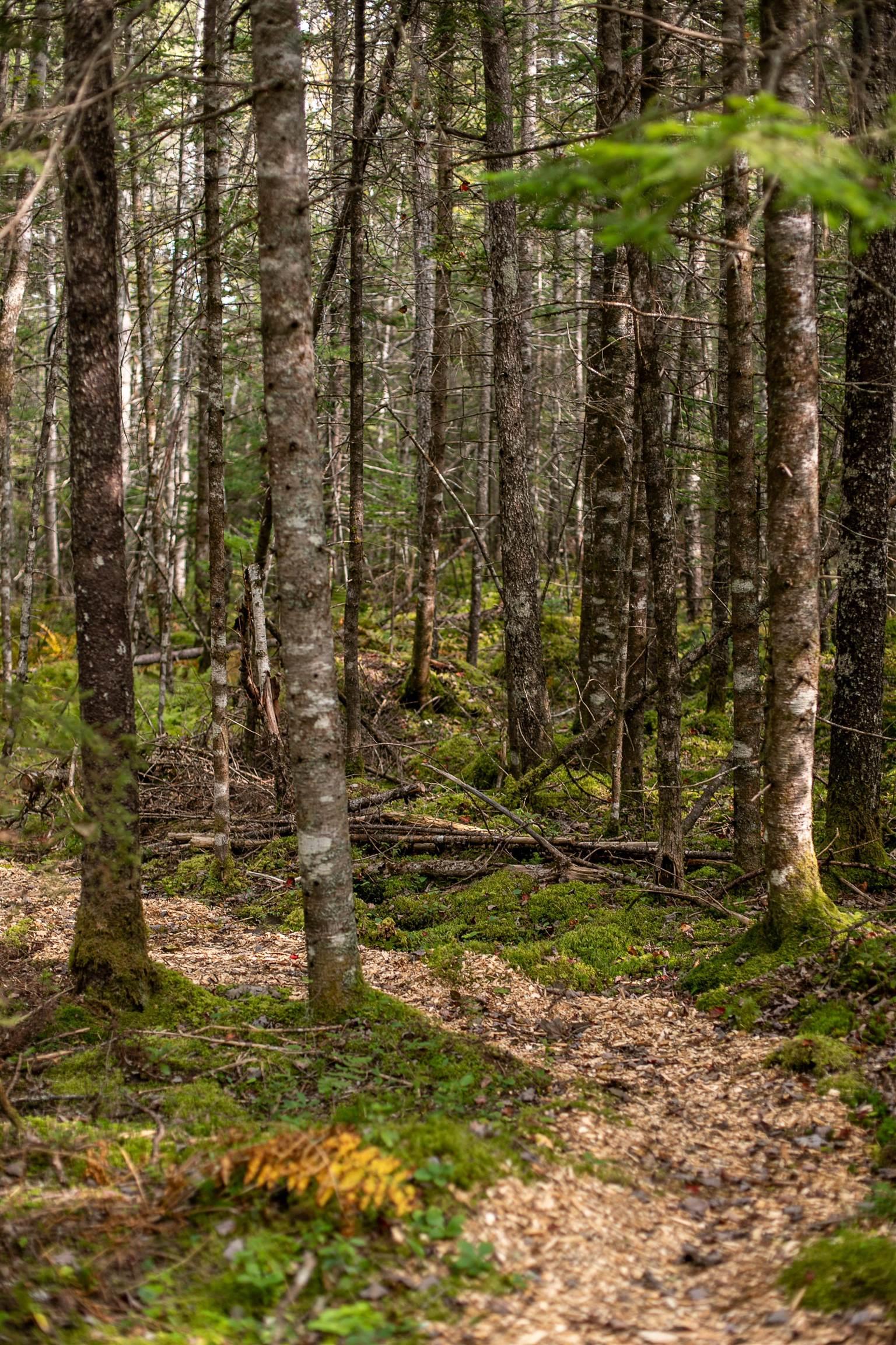 Stamping Mill Lane Lot 7, Beech Hill NS B0J 1K0, ,Land,For Sale,Stamping Mill,202321082