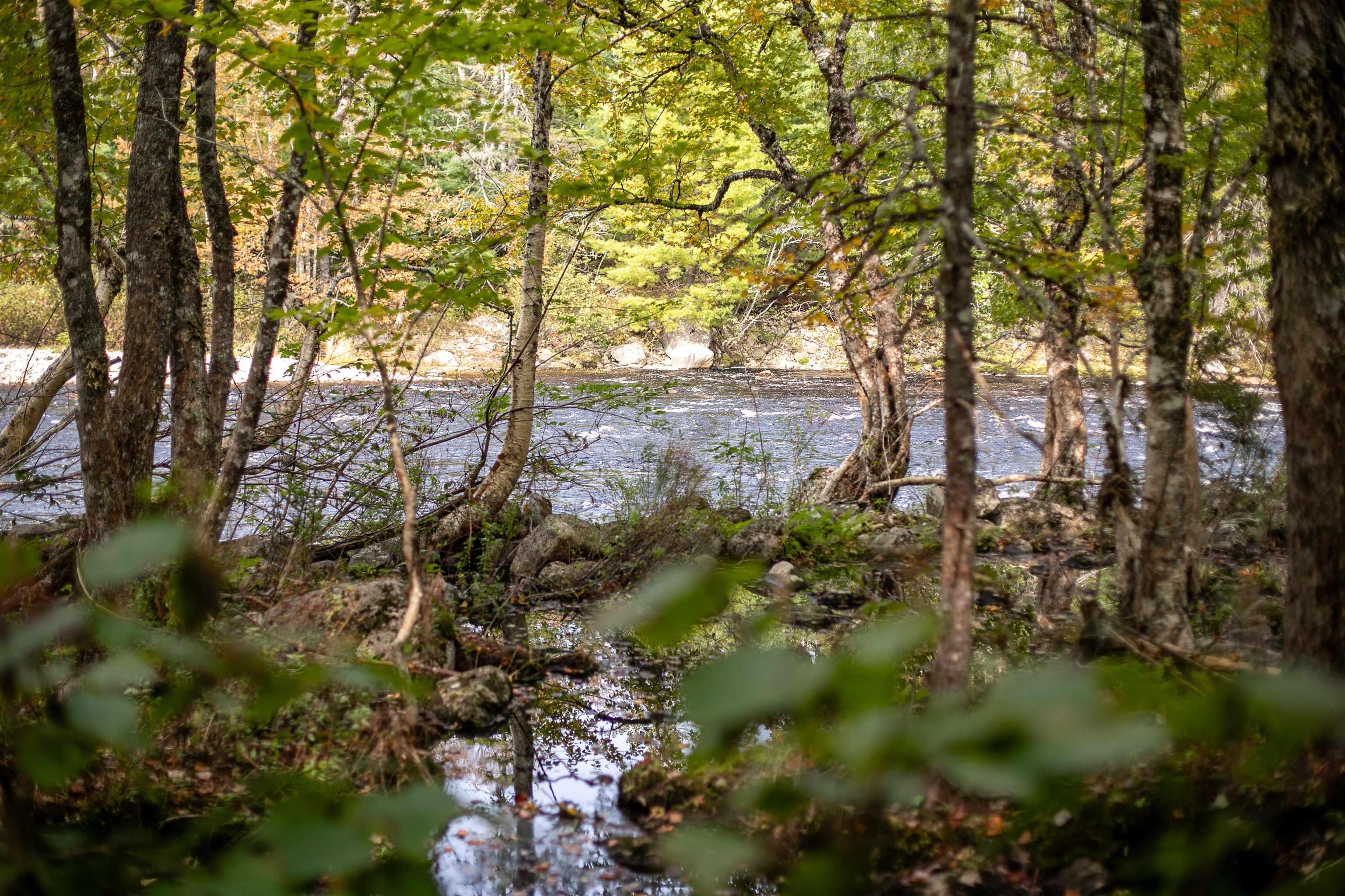 Stamping Mill Lane Lot 7, Beech Hill NS B0J 1K0, ,Land,For Sale,Stamping Mill,202321082