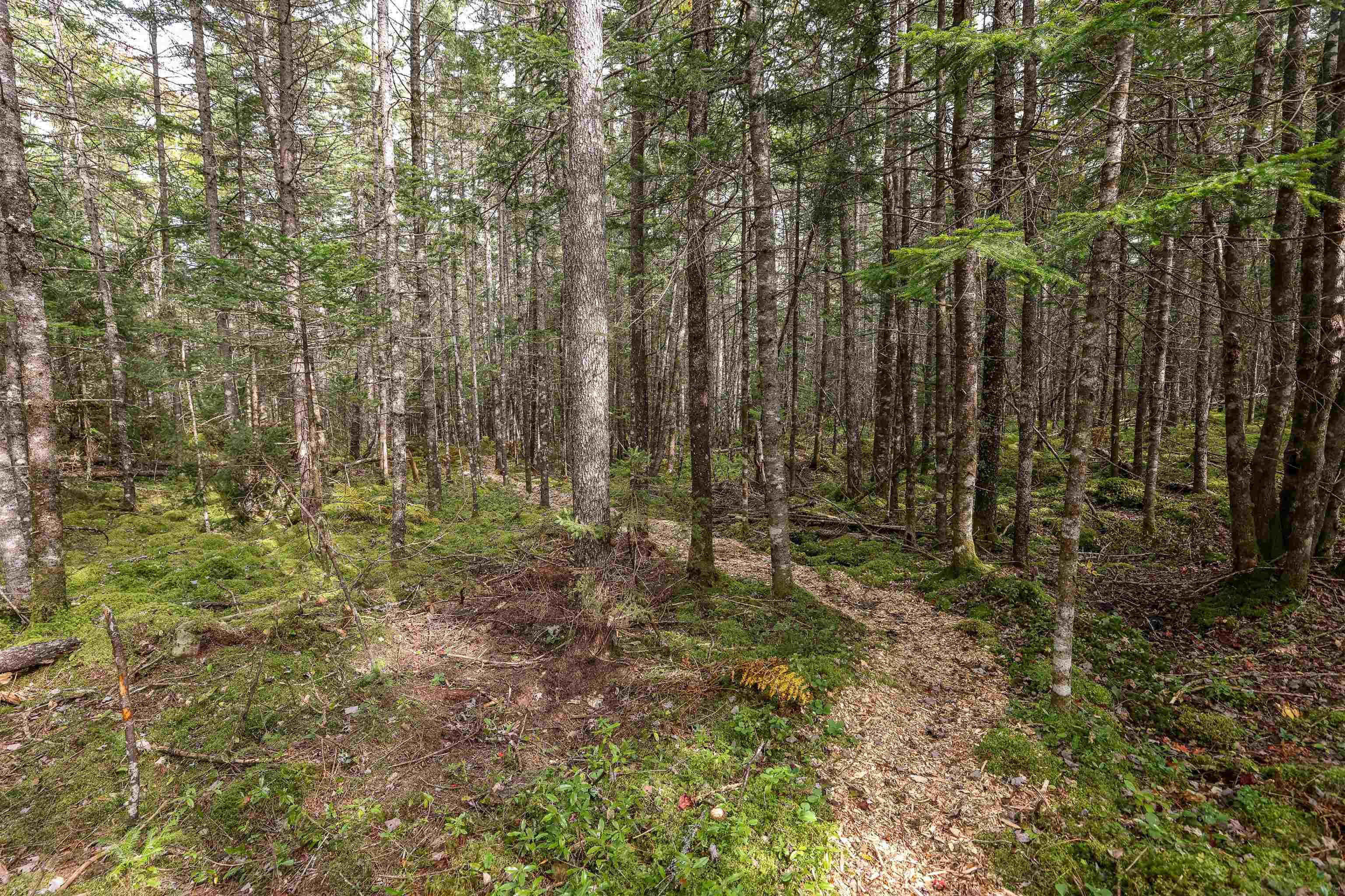 Stamping Mill Lane Lot 7, Beech Hill NS B0J 1K0, ,Land,For Sale,Stamping Mill,202321082