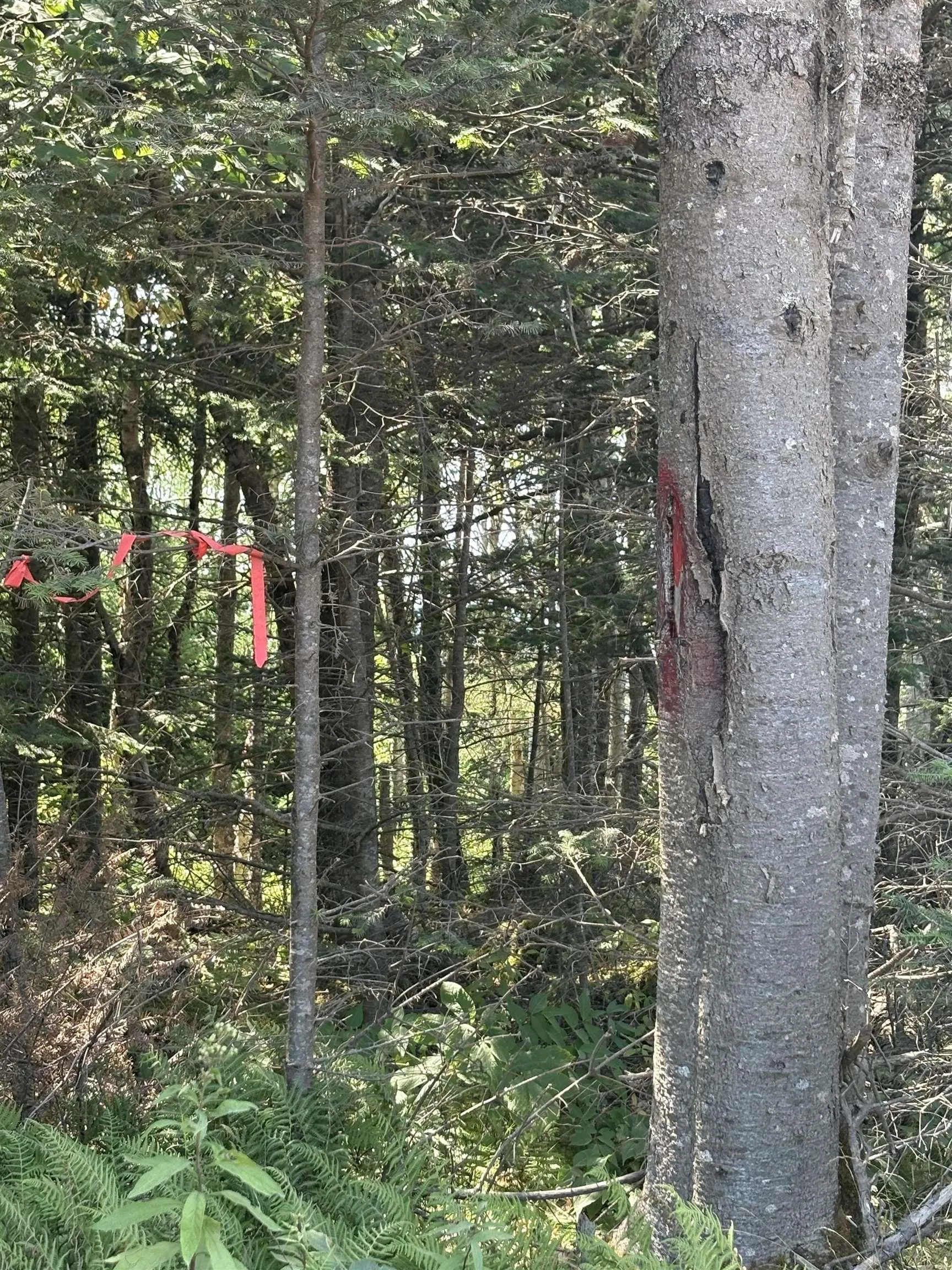 West Bay Road Lot 1, West Bay, NS B0M 1S0, ,Land,For Sale,West Bay,202520692