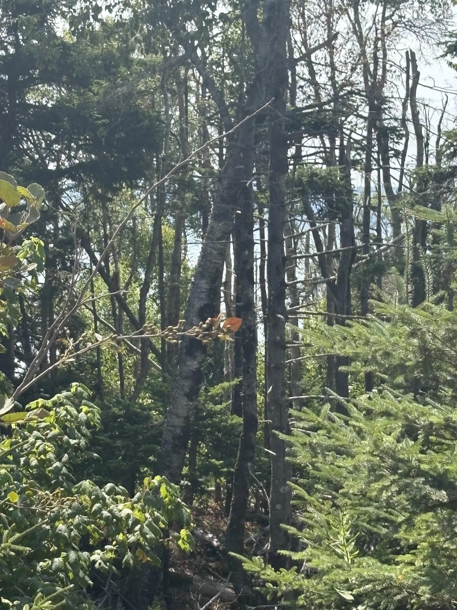 West Bay Road Lot 1, West Bay, NS B0M 1S0, ,Land,For Sale,West Bay,202520692