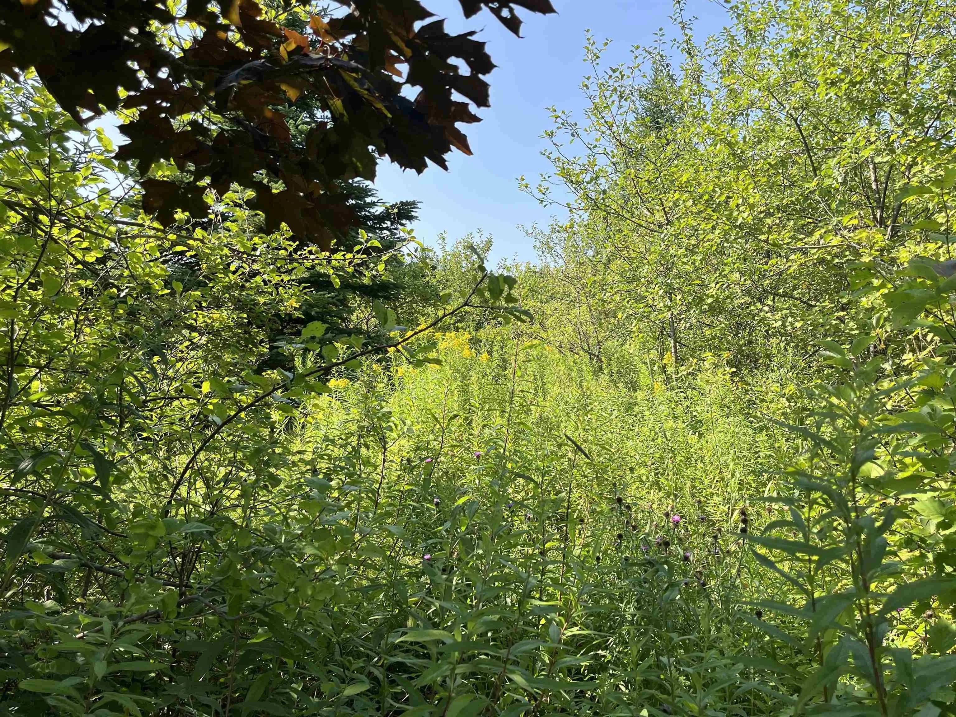 95-2 Upper Road, Londonderry, NS B0M 1M0, ,Land,For Sale,Upper,202518903