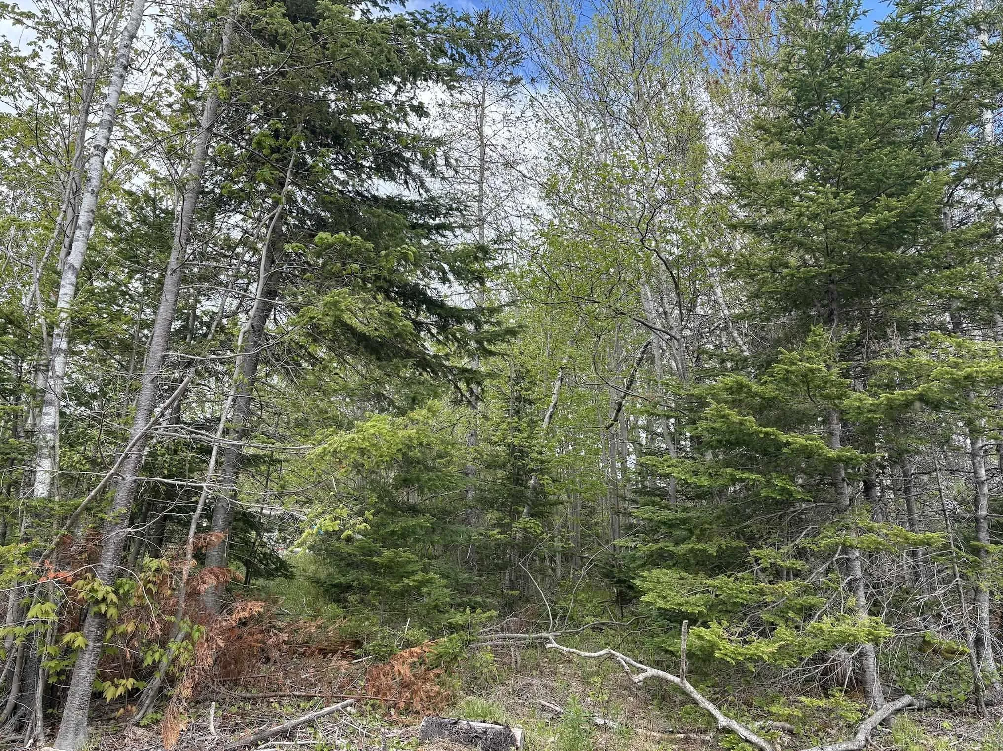Highway 14 Lot 5, Upper Nine Mile River, NS B2S 2Z3, ,Land,For Sale,Highway 14,202513466