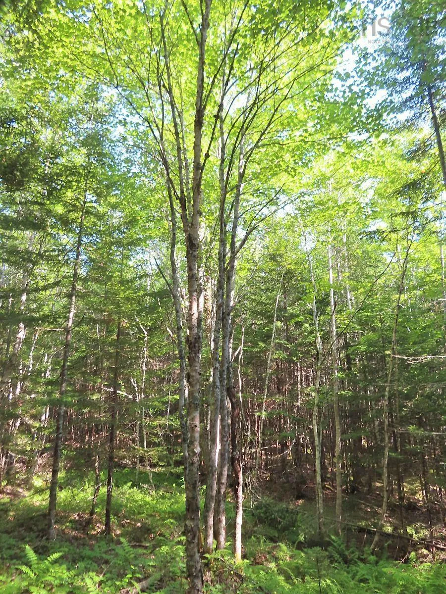 Lower River Road, Grantville Ns B0e 1j0, ,Land,For Sale,Lower River,202403617