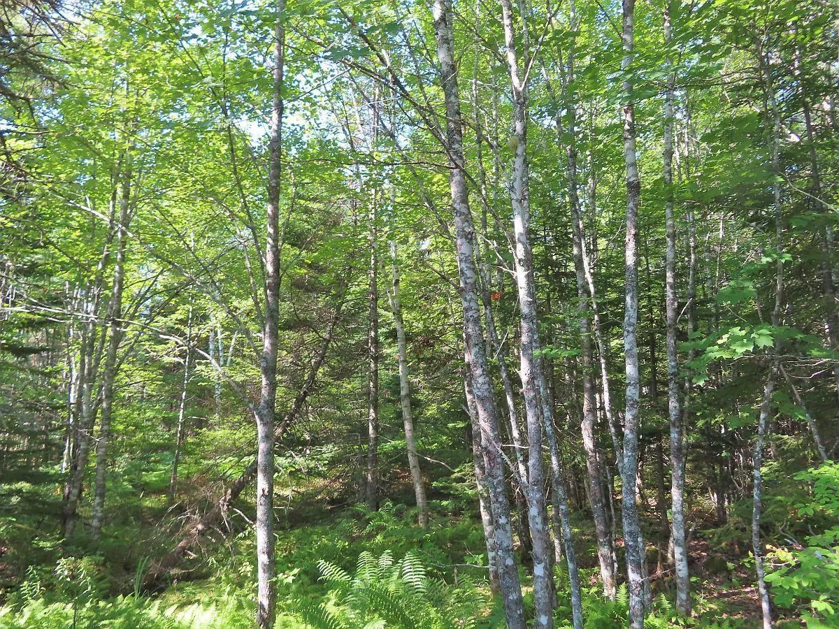 Lower River Road, Grantville Ns B0e 1j0, ,Land,For Sale,Lower River,202403617