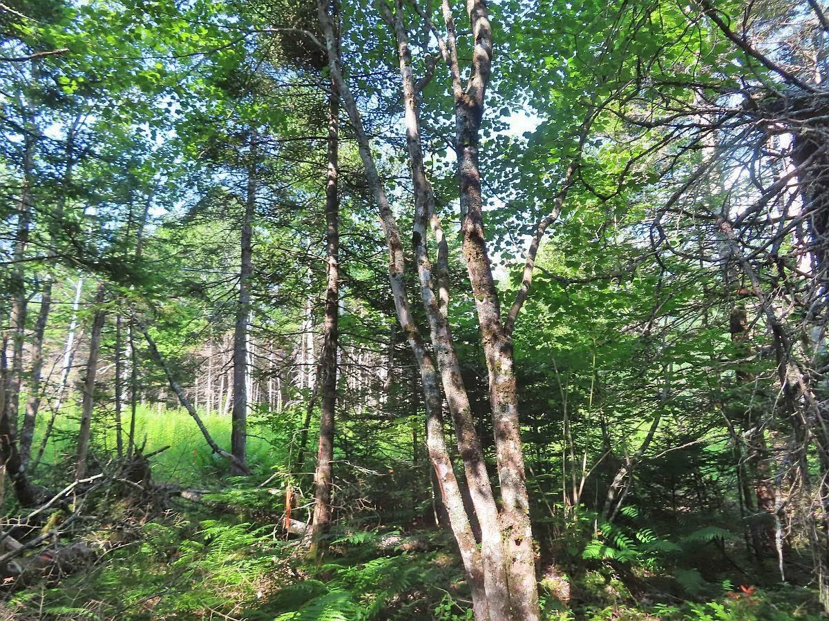 Lower River Road, Grantville Ns B0e 1j0, ,Land,For Sale,Lower River,202403617