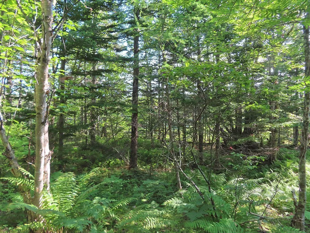 Lower River Road, Grantville Ns B0e 1j0, ,Land,For Sale,Lower River,202403617