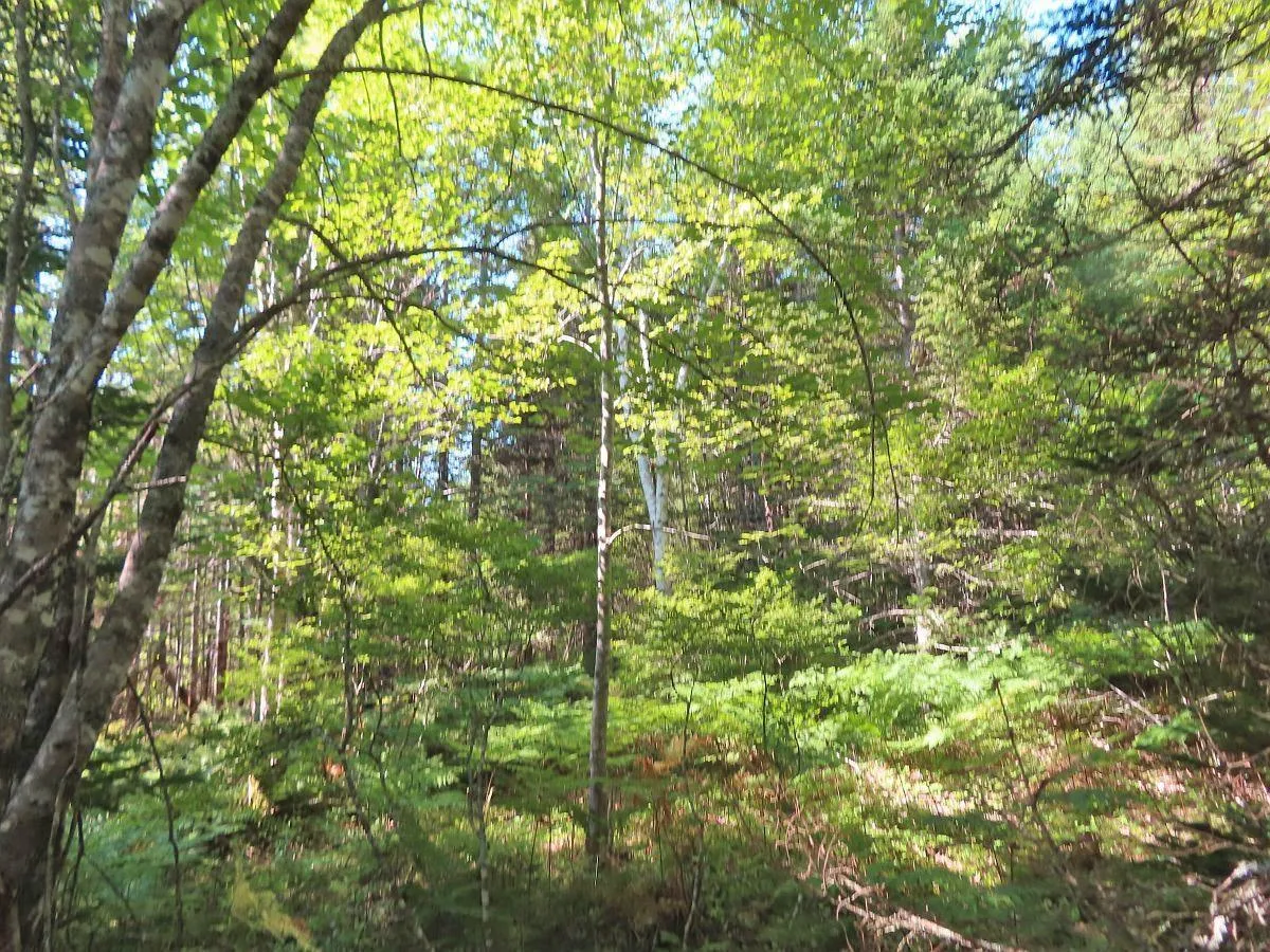 Lower River Road, Grantville Ns B0e 1j0, ,Land,For Sale,Lower River,202403617