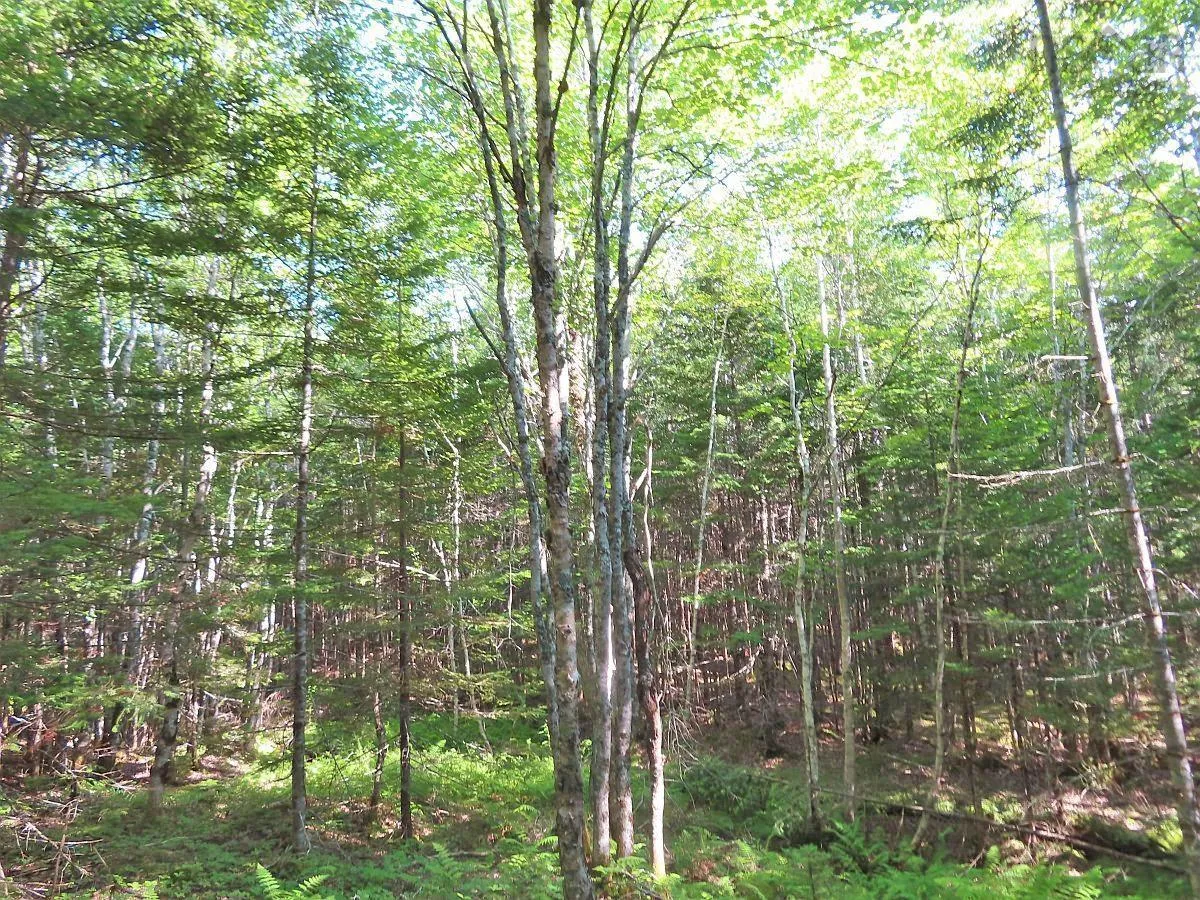 Lower River Road, Grantville Ns B0e 1j0, ,Land,For Sale,Lower River,202403617
