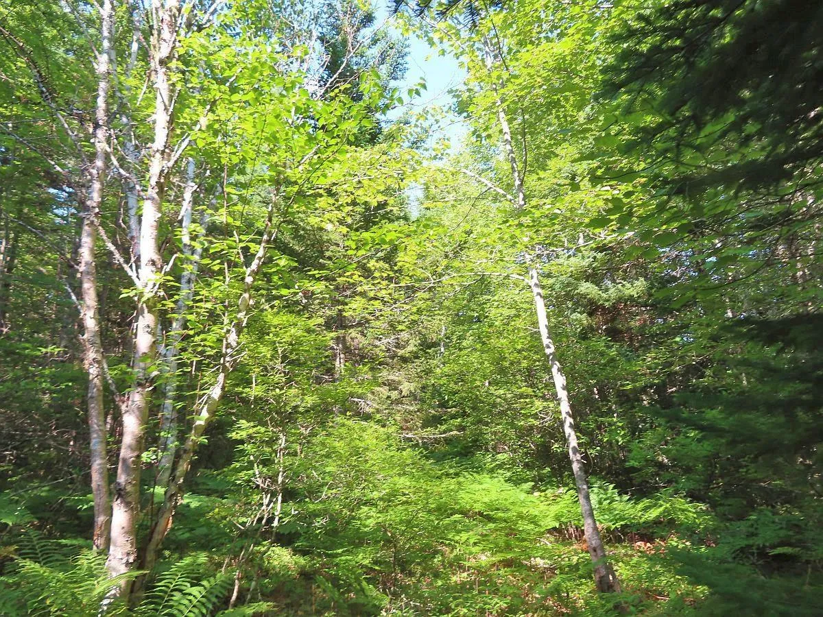 Lower River Road, Grantville Ns B0e 1j0, ,Land,For Sale,Lower River,202403617