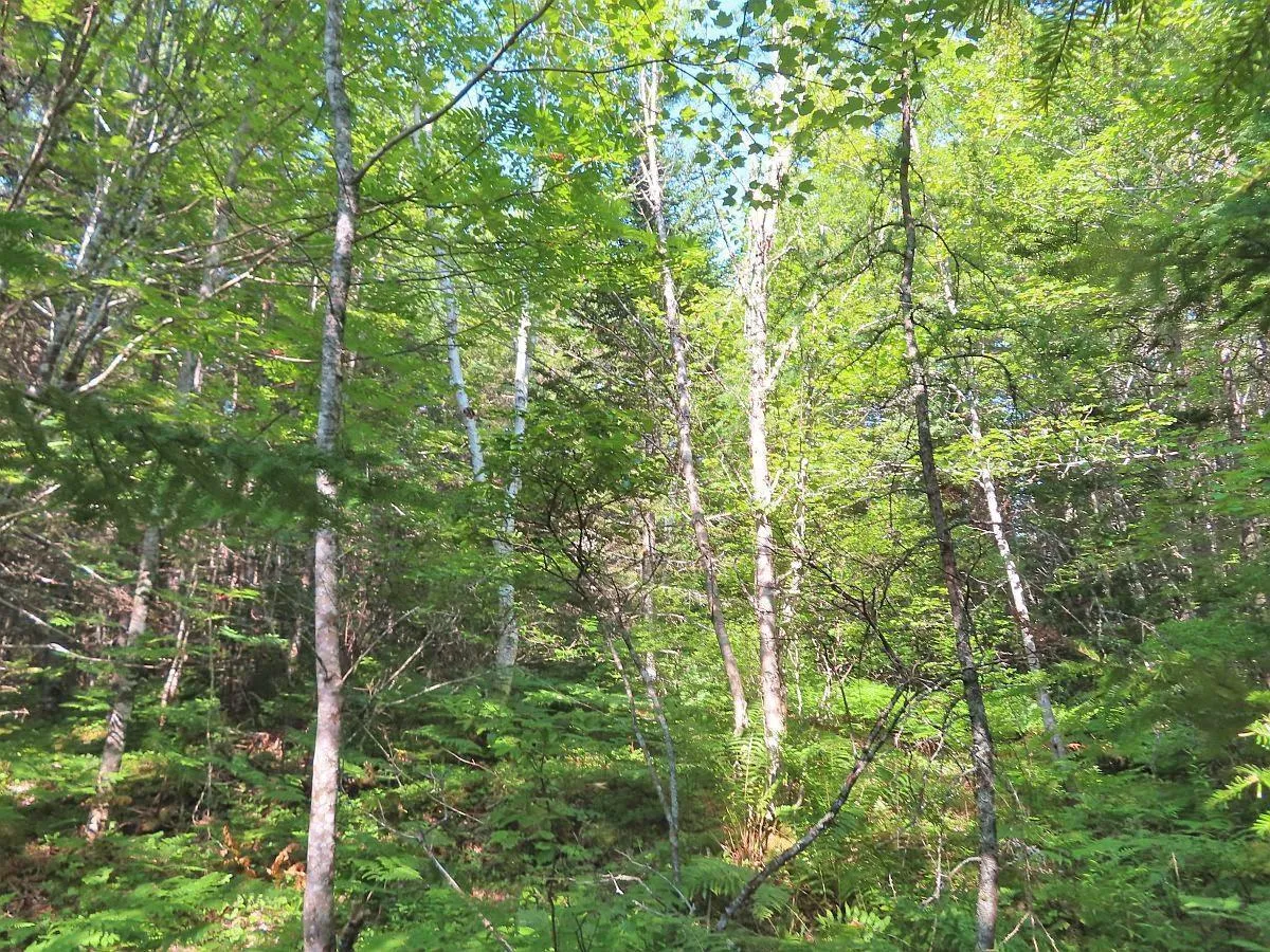 Lower River Road, Grantville Ns B0e 1j0, ,Land,For Sale,Lower River,202403617