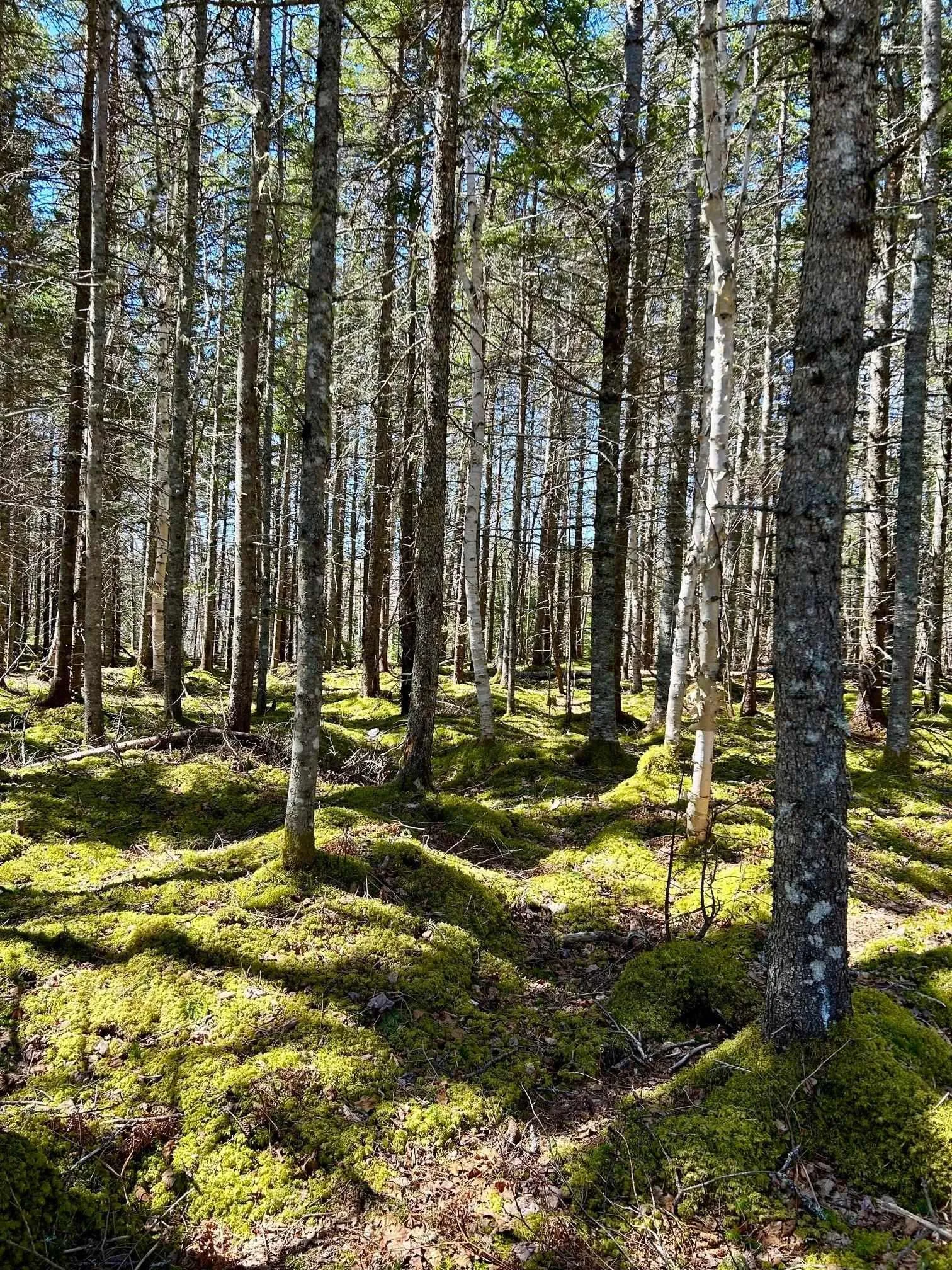 Lot 1b Marble Mountain Road, Malagawatch, NS B0E 2Y0, ,Land,For Sale,Marble Mountain,202511123