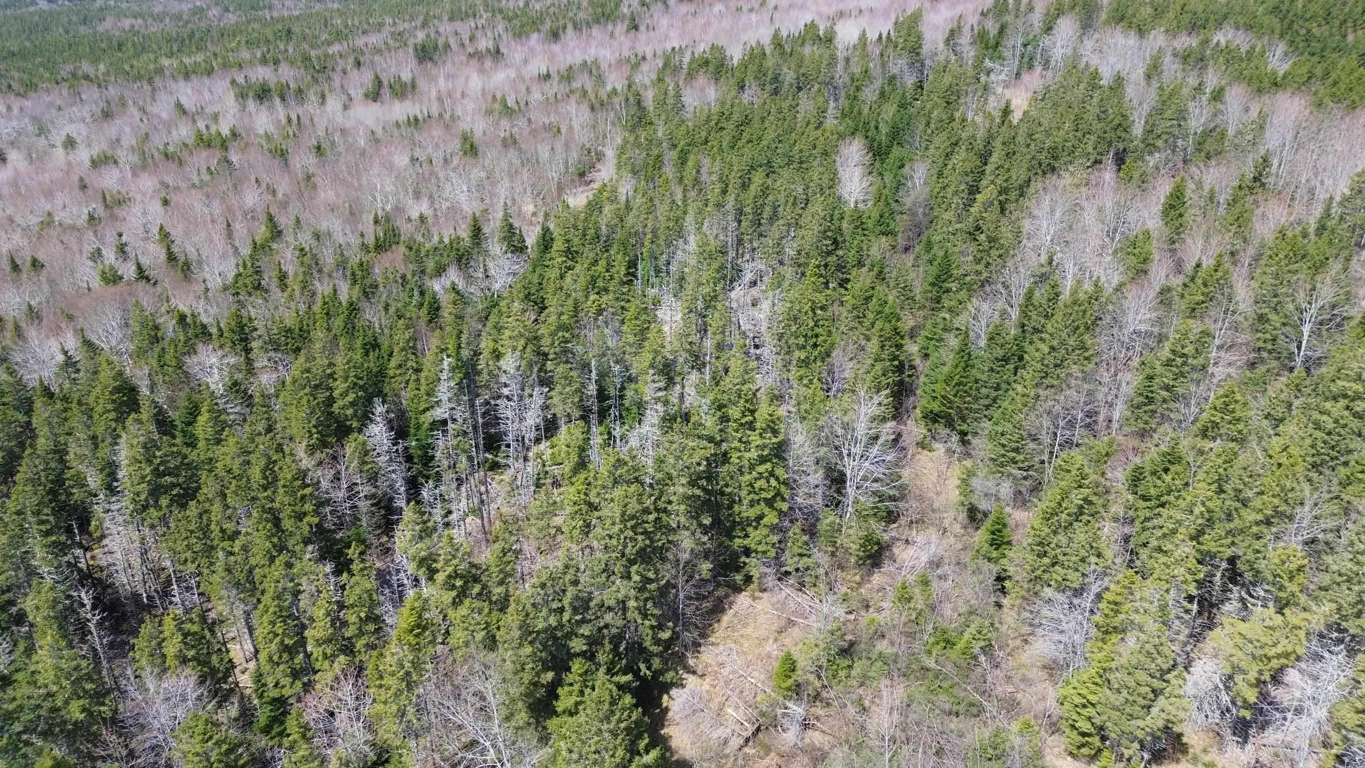 David Street, Port Hastings Ns B0e 1p0, ,Land,For Sale,David,202425589