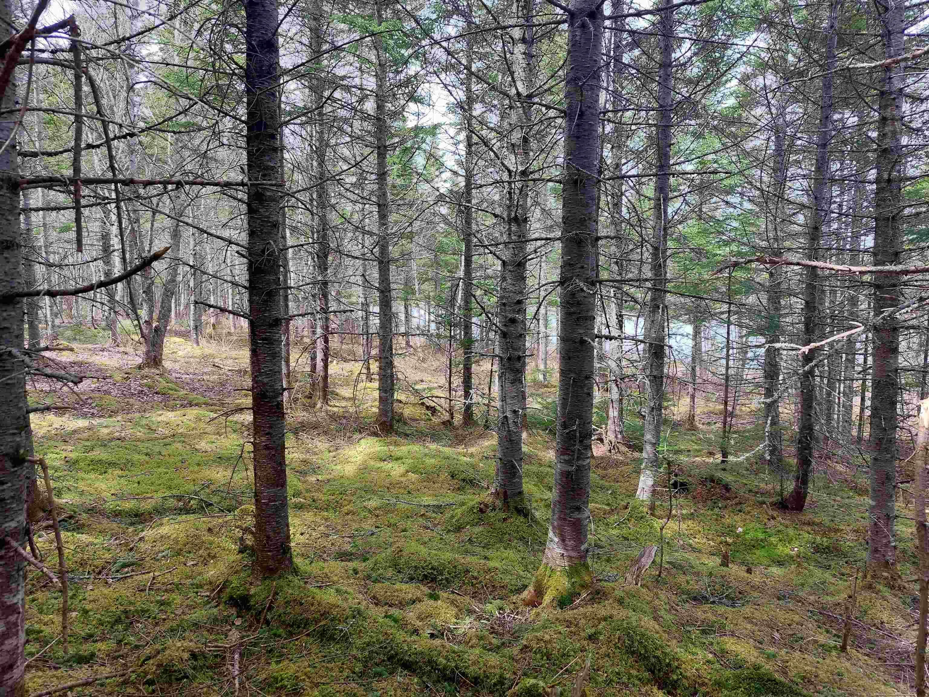 Lot 14 Jonathan R Bouman Lane, Evanston Ns B0e 1j0, ,Land,For Sale,Jonathan R Bouman Lane,202506856