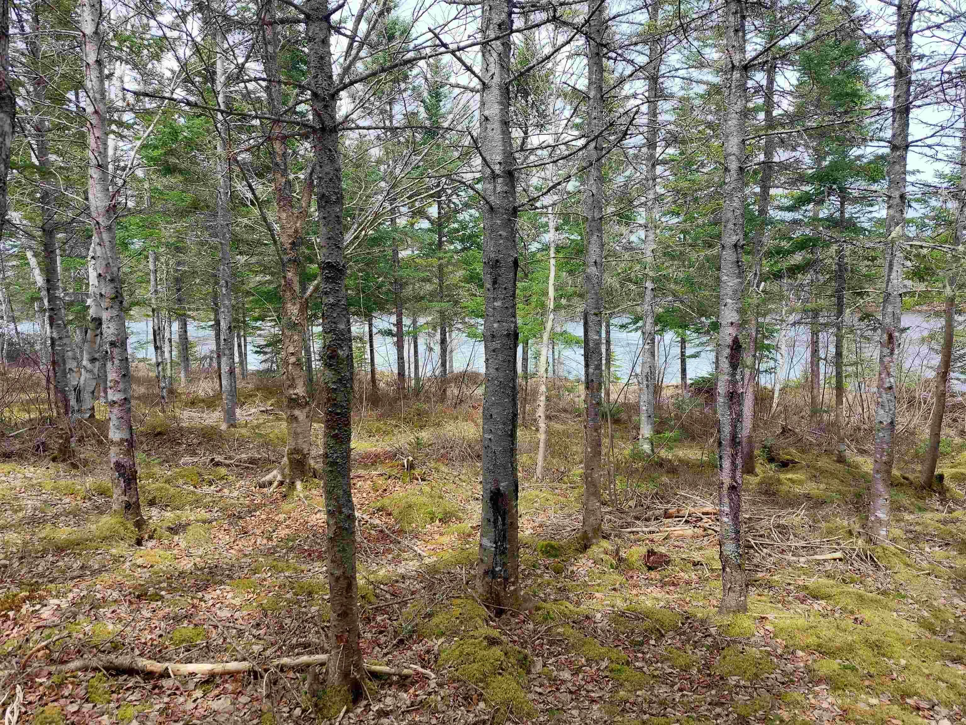 Lot 14 Jonathan R Bouman Lane, Evanston Ns B0e 1j0, ,Land,For Sale,Jonathan R Bouman Lane,202506856
