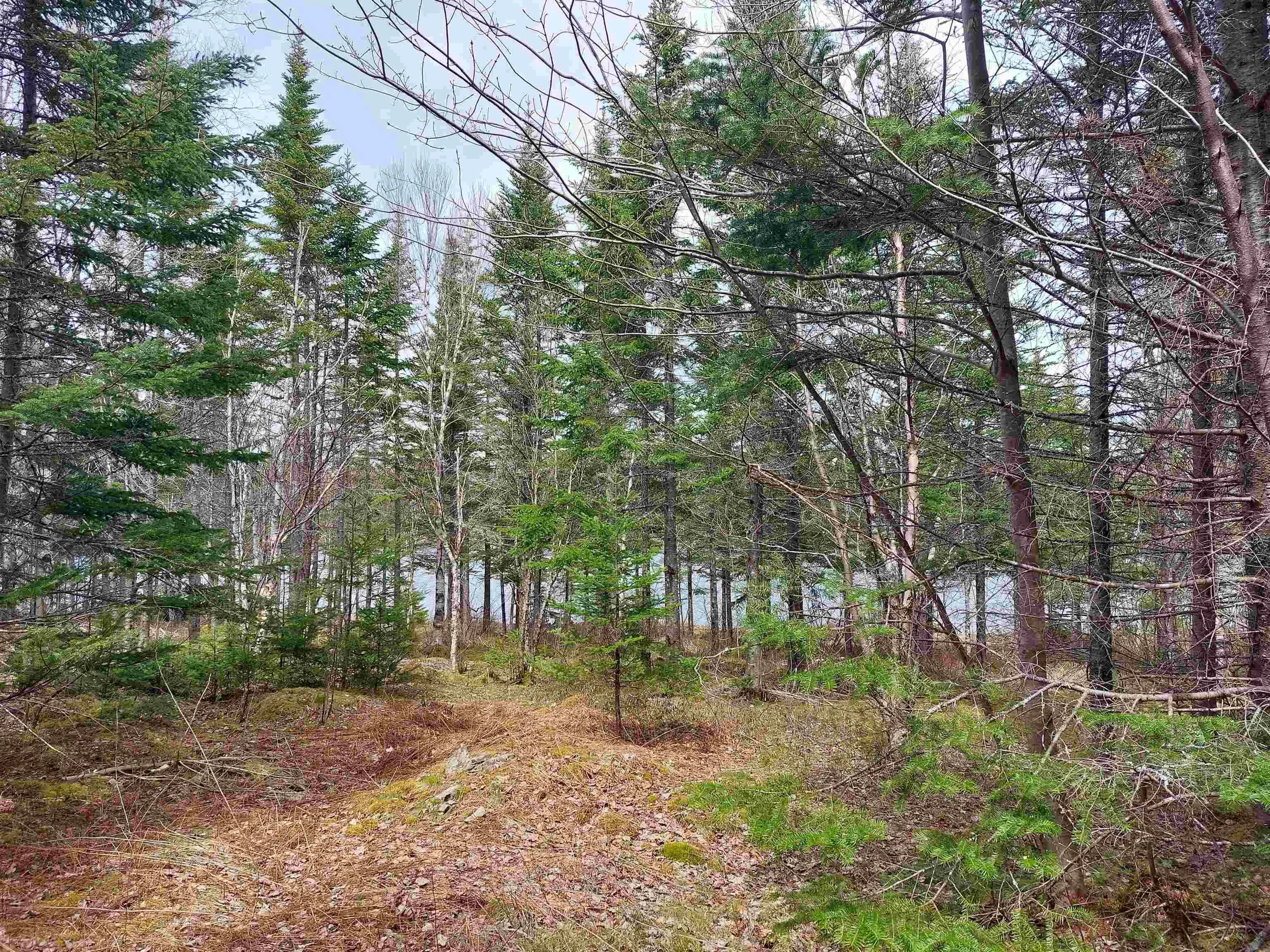 Lot 14 Jonathan R Bouman Lane, Evanston Ns B0e 1j0, ,Land,For Sale,Jonathan R Bouman Lane,202506856