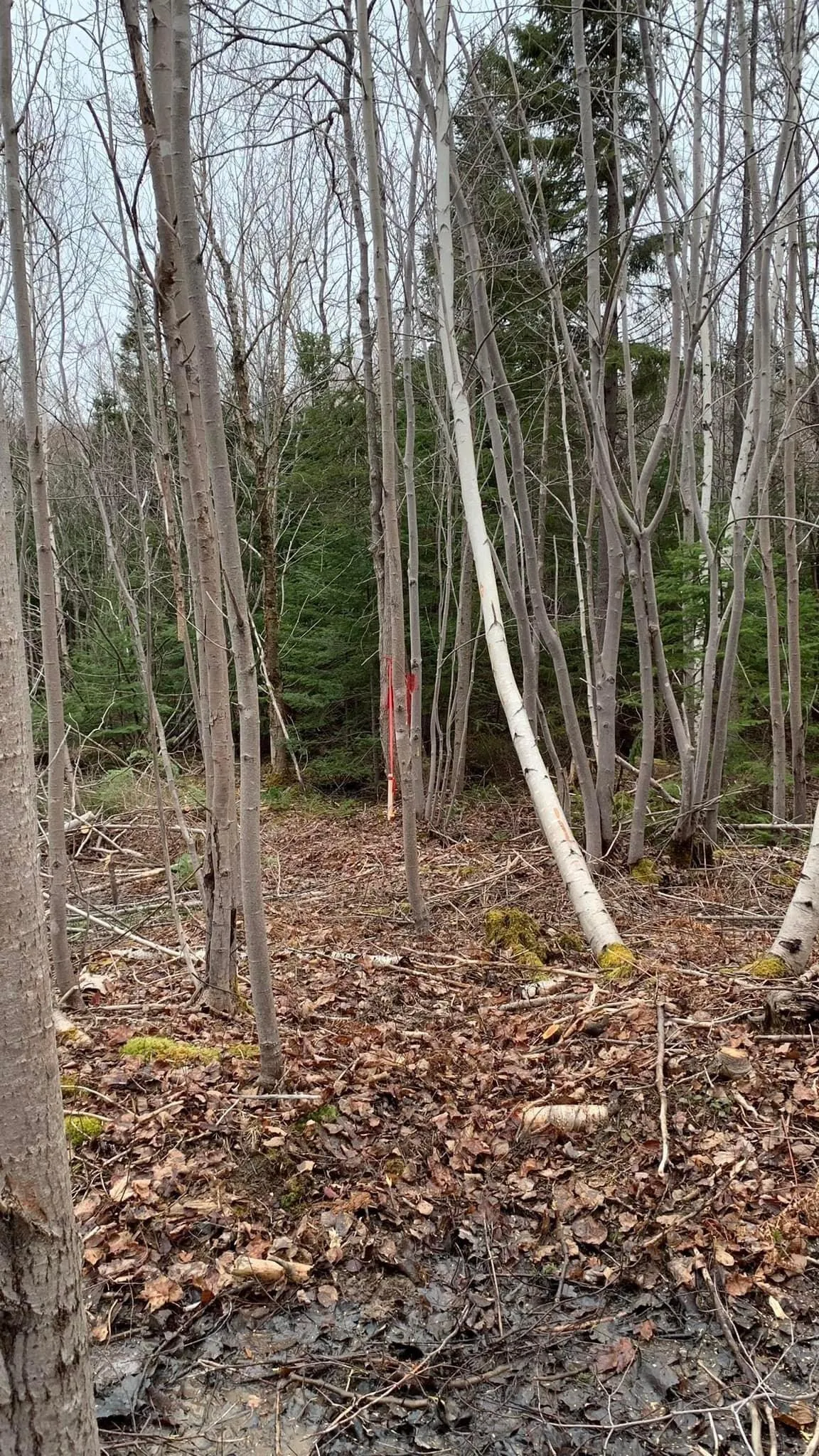 24-4 Little Harbour Road, Frasers Mountain, NS B2H 3T5, ,Land,For Sale,Little Harbour,202518269