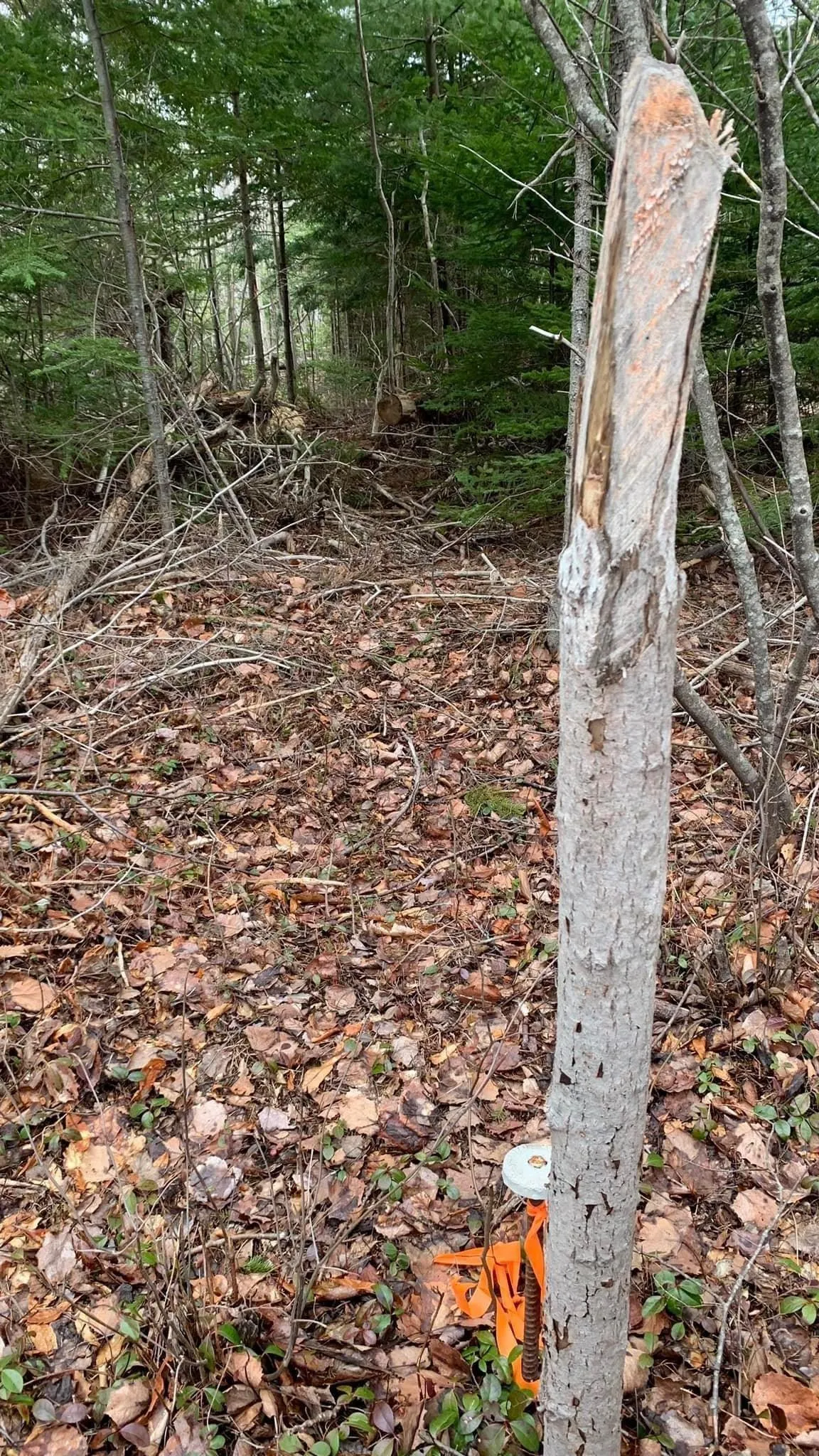24-4 Little Harbour Road, Frasers Mountain, NS B2H 3T5, ,Land,For Sale,Little Harbour,202518269