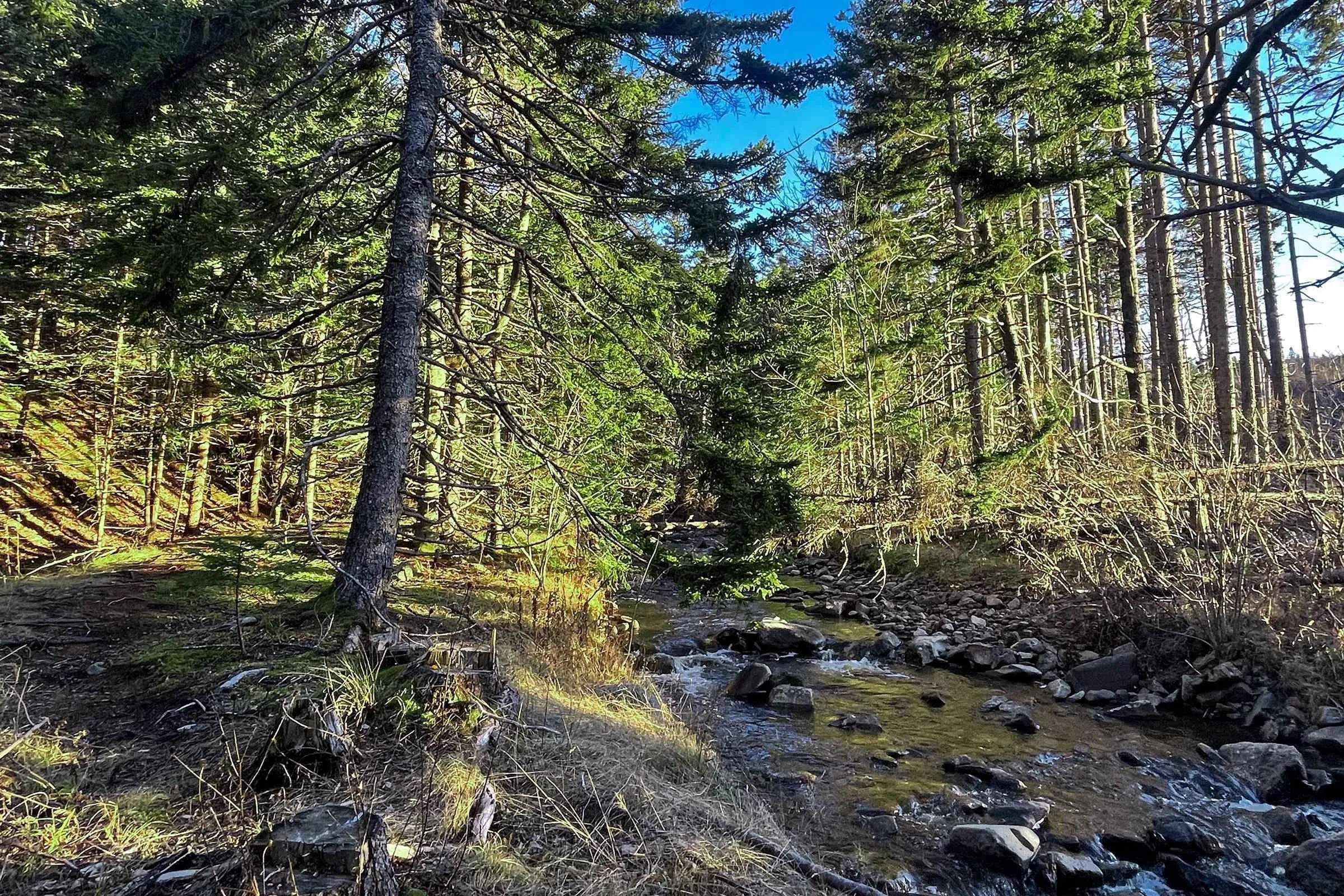 Shore Road, Mount Hanley, NS B0S 1P0, ,Land,For Sale,Shore,202523696