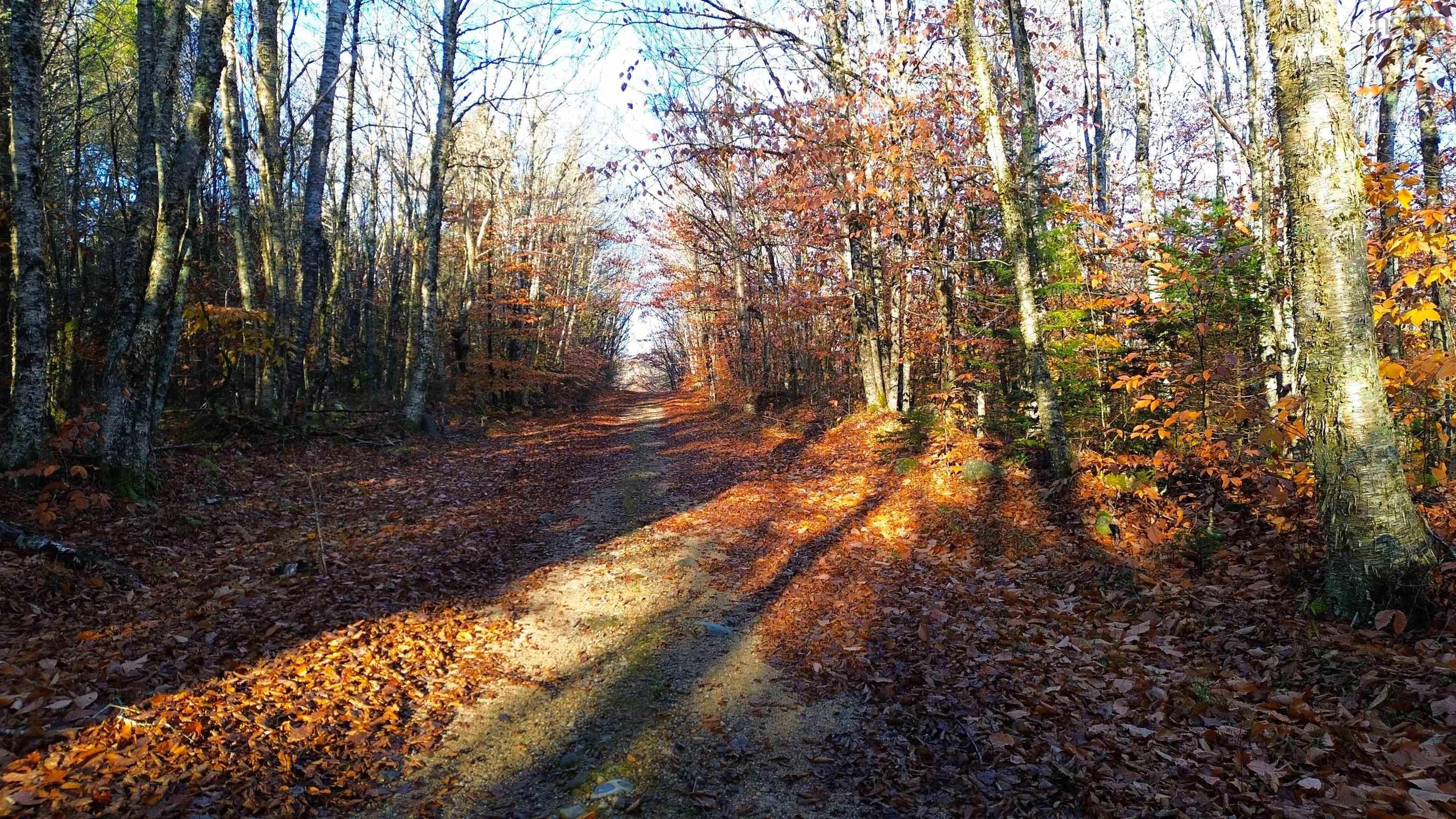 Major Road, New Tusket NS B0W 3T0, ,Land,For Sale,Major,202324390
