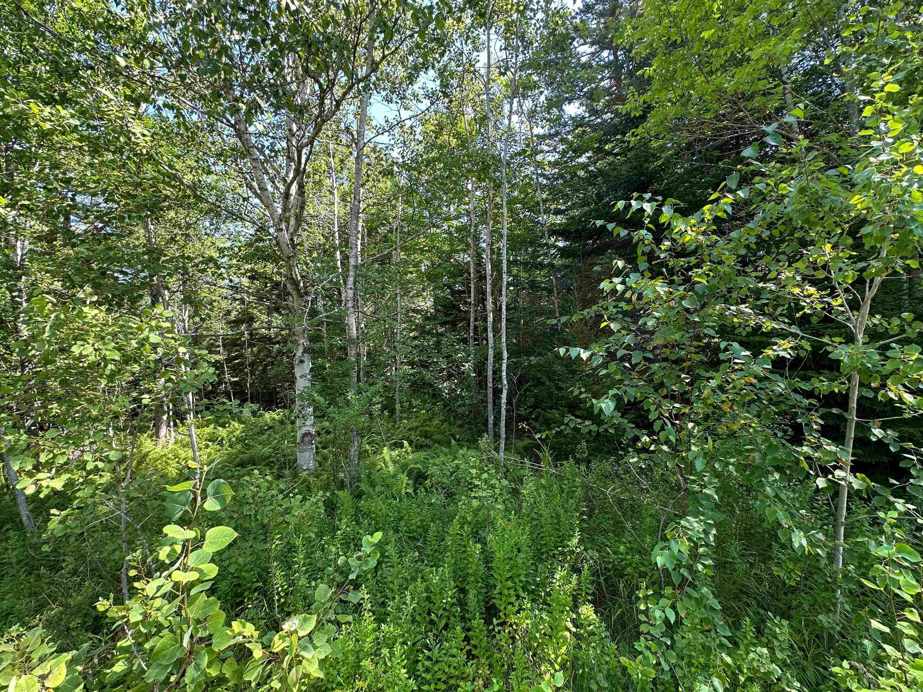 Crouses Settlement Road Lot 103, Crouses Settlement, NS B0J 2C0, ,Land,For Sale,Crouses Settlement,202519476