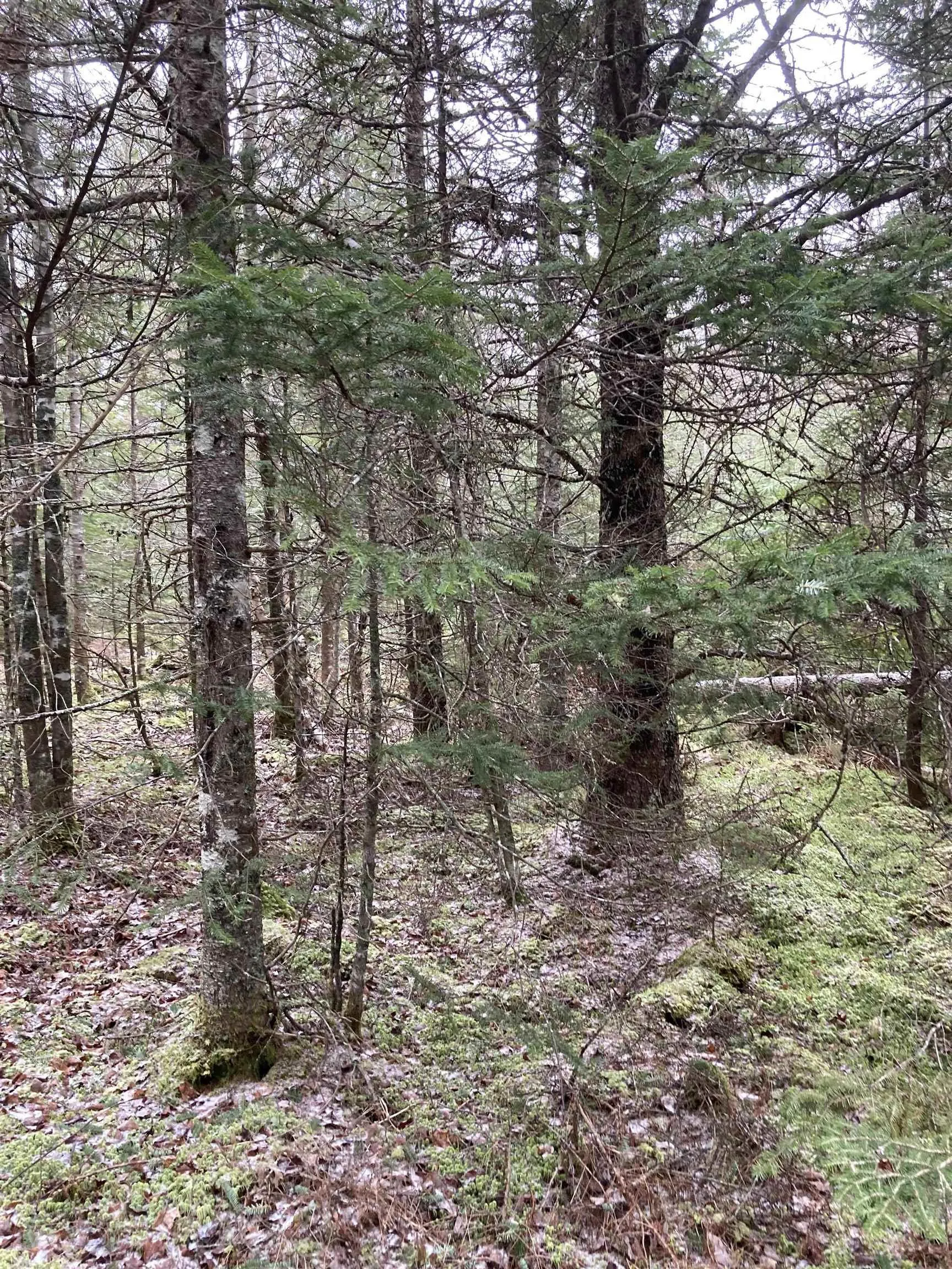 Lot 2022-3 Country Harbour Road, Cross Roads Country Harbour Ns B0h 1j0, ,Land,For Sale,Country Harbour Road,202419613