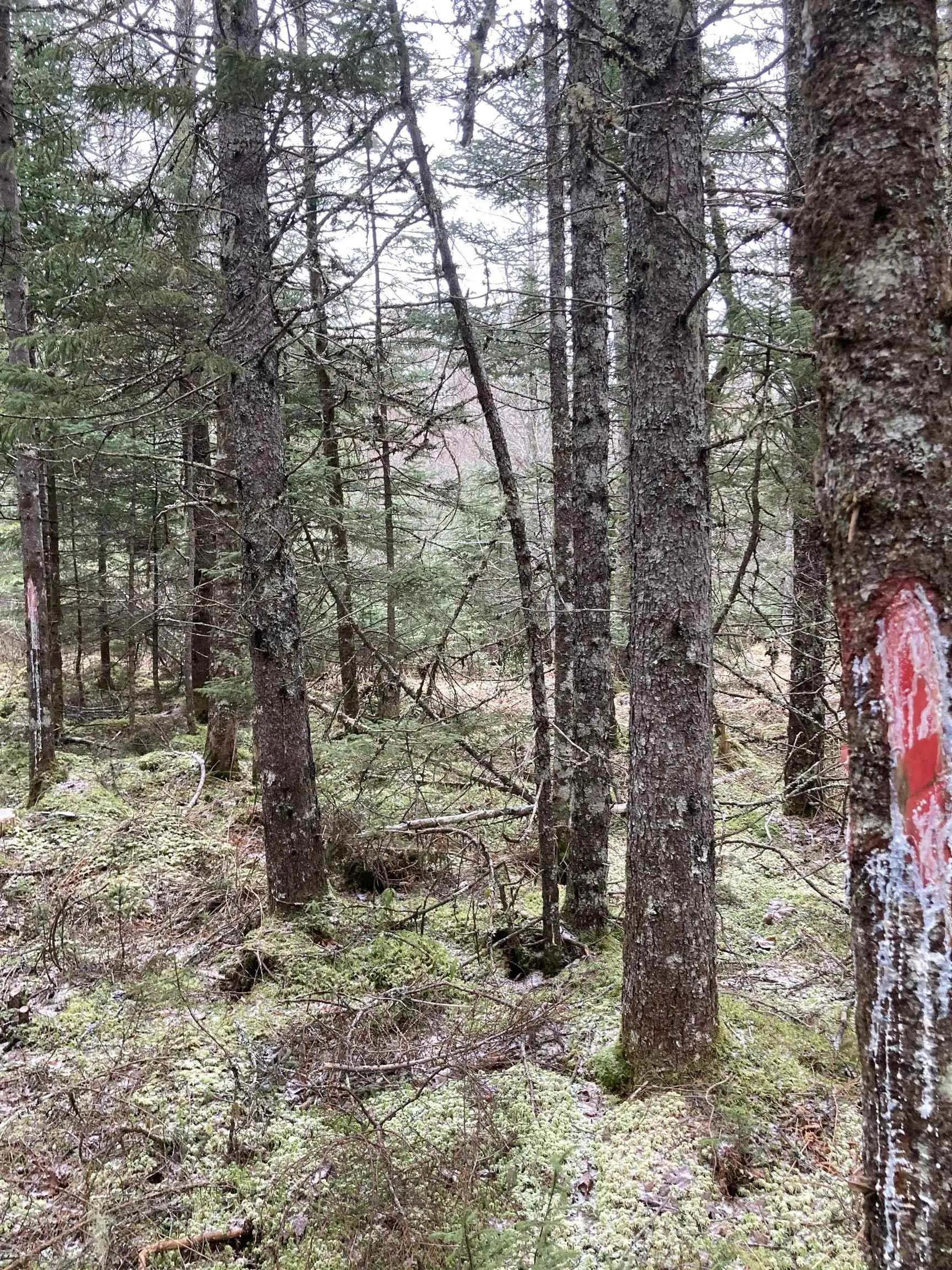 Lot 2022-3 Country Harbour Road, Cross Roads Country Harbour Ns B0h 1j0, ,Land,For Sale,Country Harbour Road,202419613