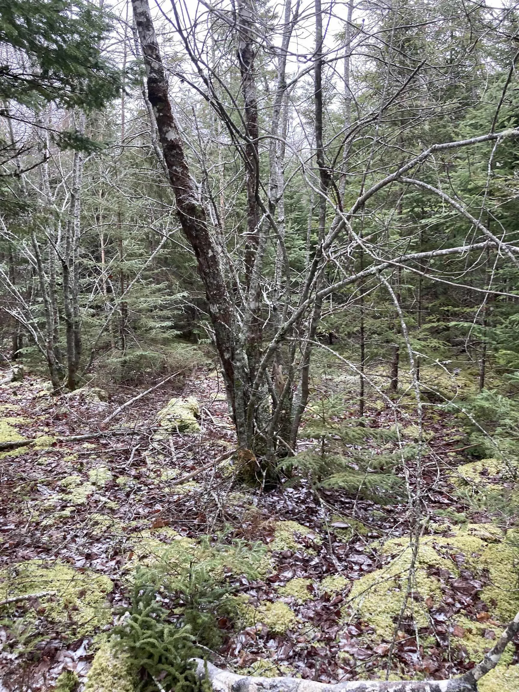 Lot 2022-3 Country Harbour Road, Cross Roads Country Harbour Ns B0h 1j0, ,Land,For Sale,Country Harbour Road,202419613