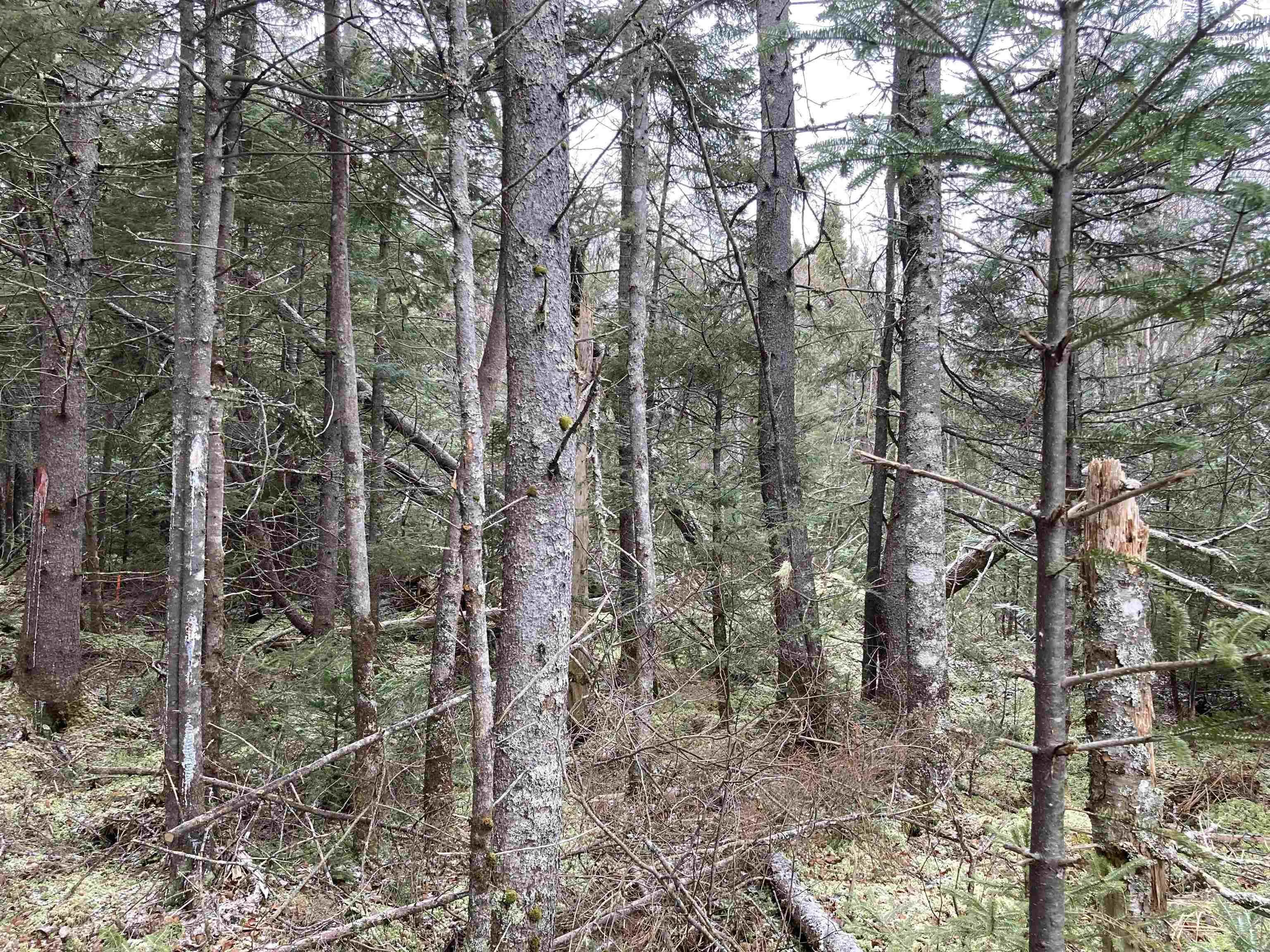 Lot 2022-3 Country Harbour Road, Cross Roads Country Harbour Ns B0h 1j0, ,Land,For Sale,Country Harbour Road,202419613