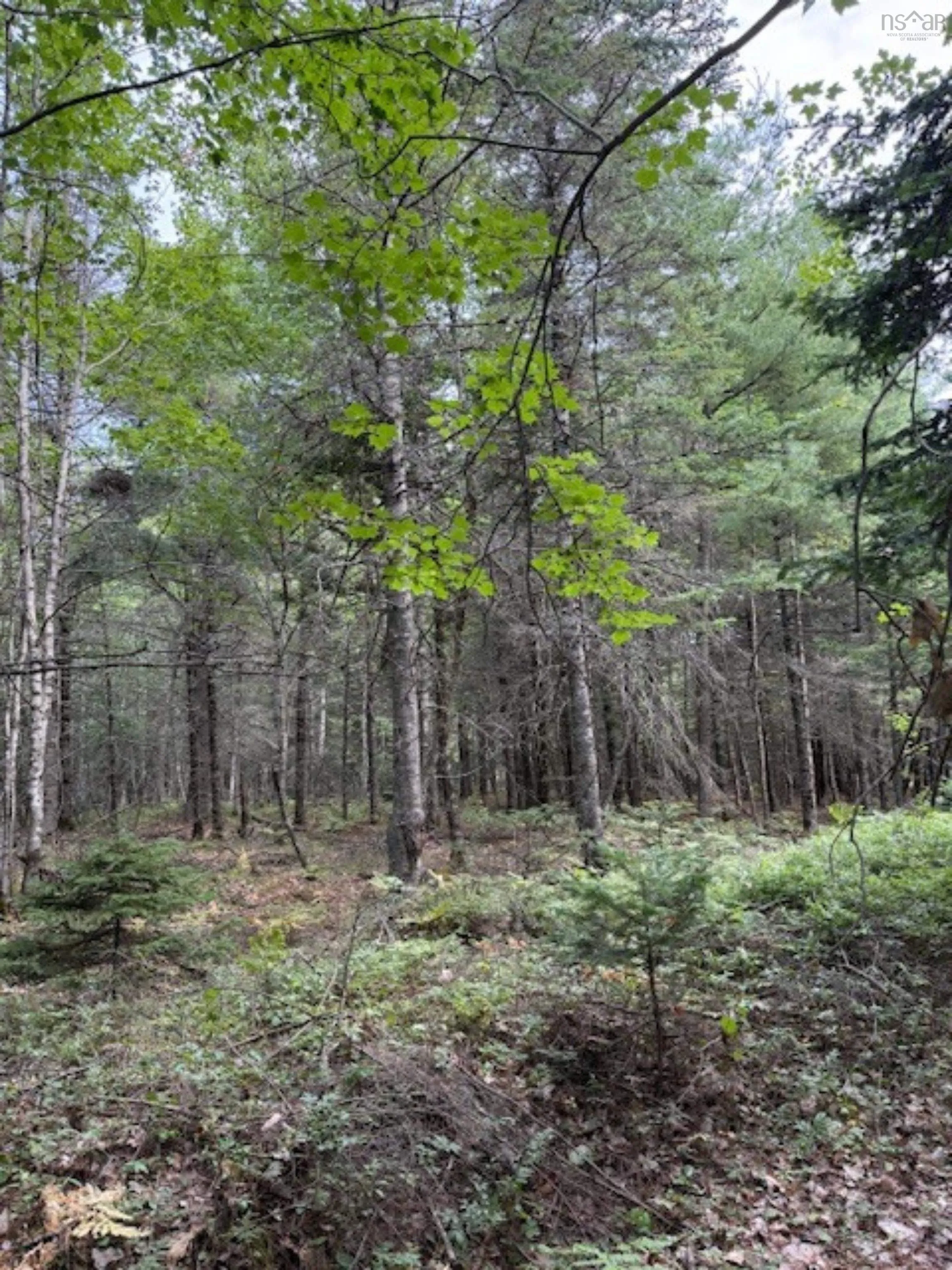 Morton Road, Barss Corner, NS B0R 1A0, ,Land,For Sale,Morton,202519513