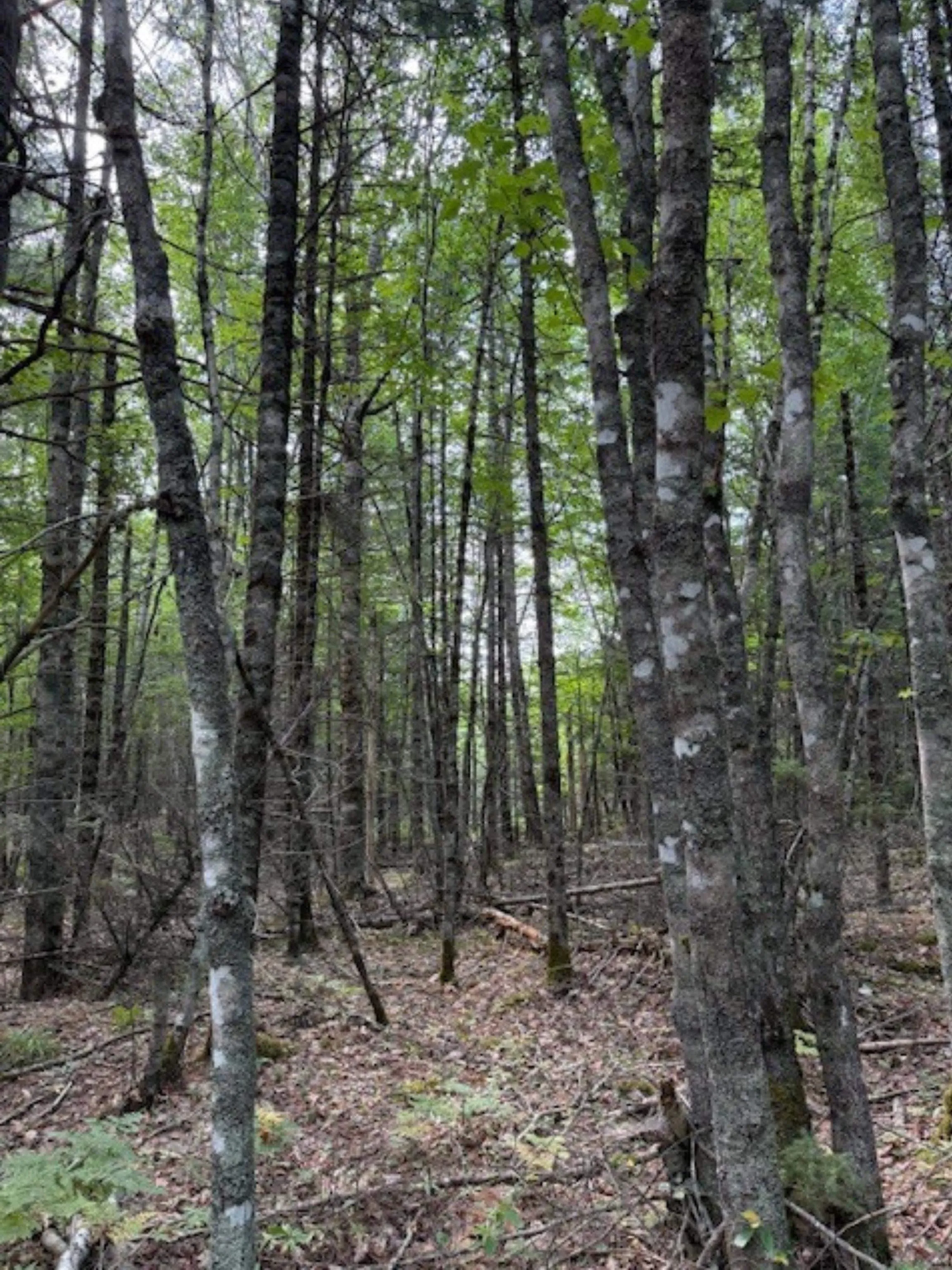 Morton Road, Barss Corner, NS B0R 1A0, ,Land,For Sale,Morton,202519513