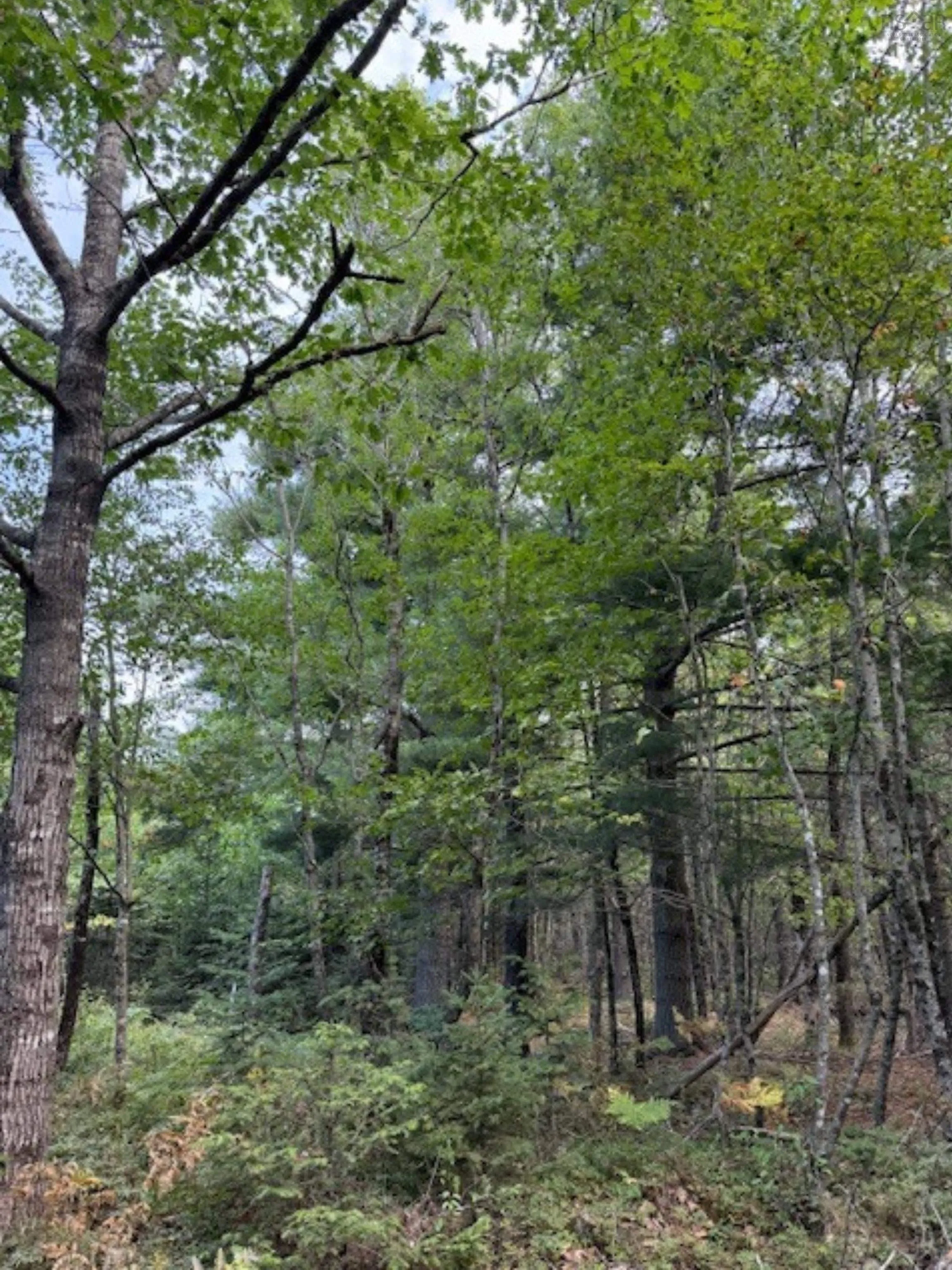 Morton Road, Barss Corner, NS B0R 1A0, ,Land,For Sale,Morton,202519513