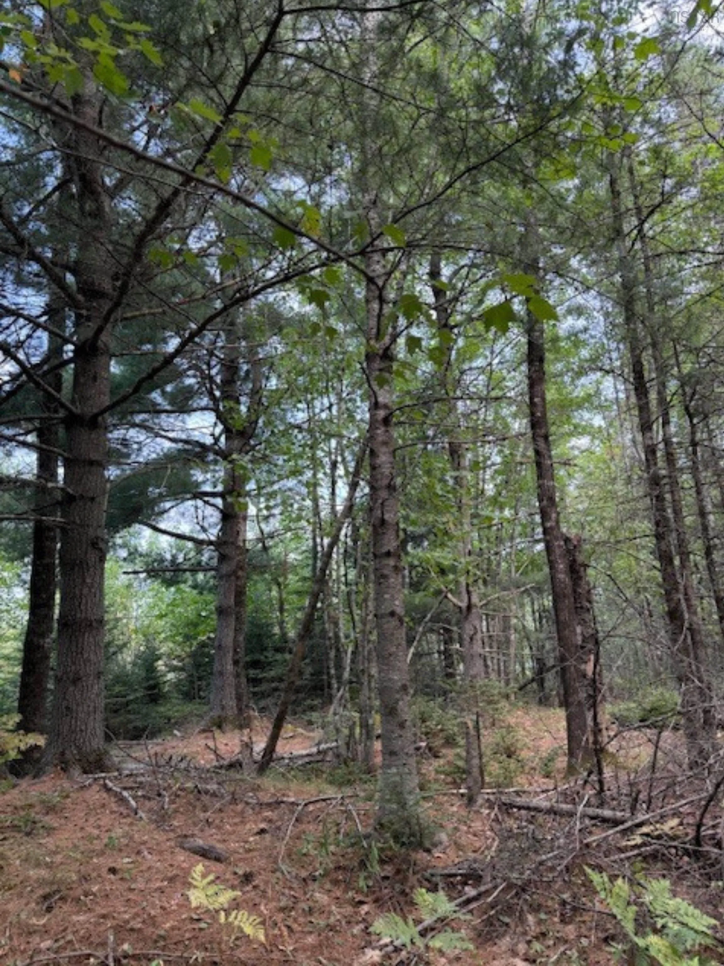 Morton Road, Barss Corner, NS B0R 1A0, ,Land,For Sale,Morton,202519513