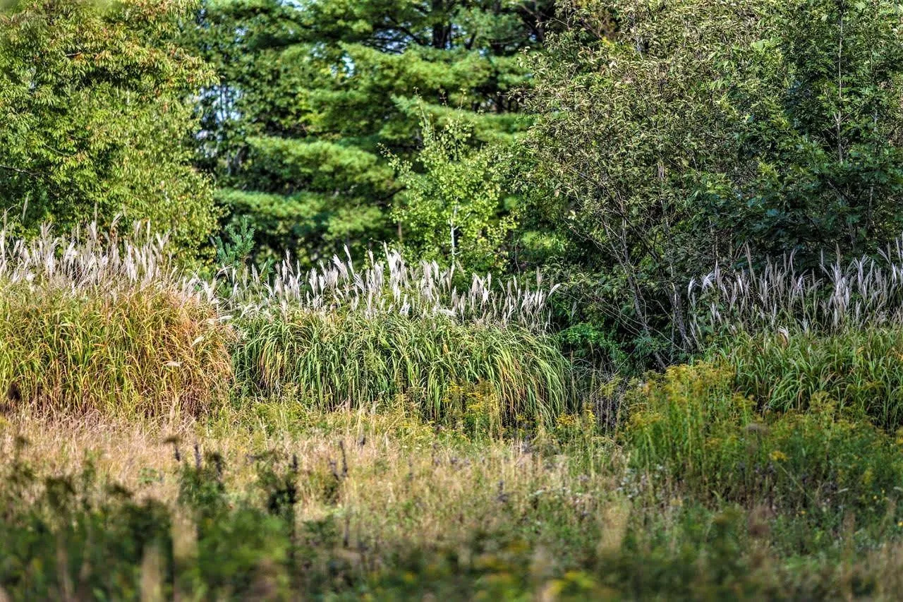 Wye Street Lot 2, Mahone Bay, NS B0J 2E0, ,Land,For Sale,Wye,202520754