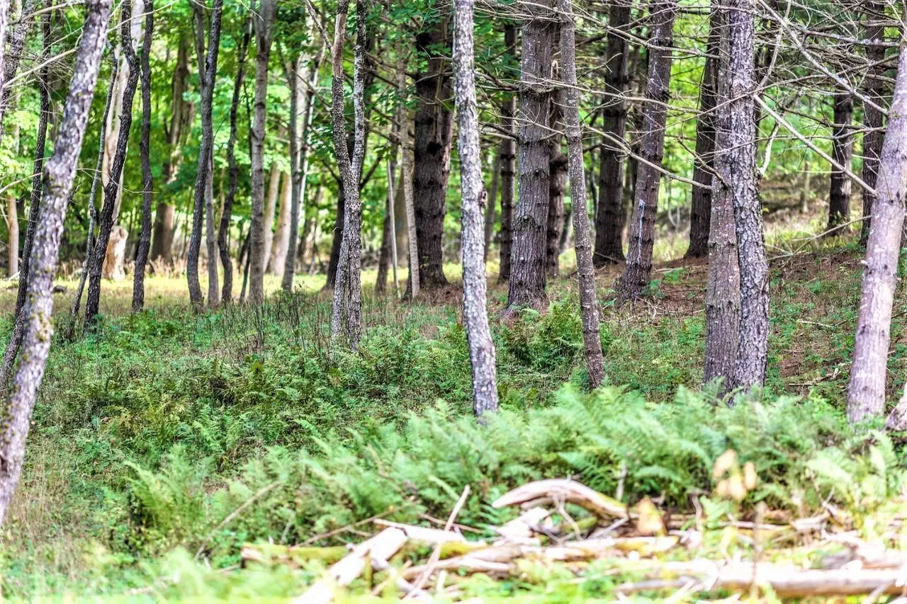 Wye Street Lot 2, Mahone Bay, NS B0J 2E0, ,Land,For Sale,Wye,202520754