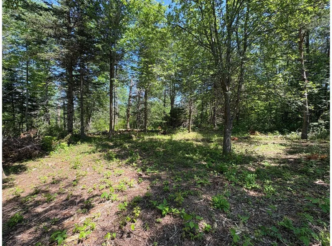 6908 Highway 12, Aldersville, NS B0J 2M0, ,Land,For Sale,Highway 12,202517681