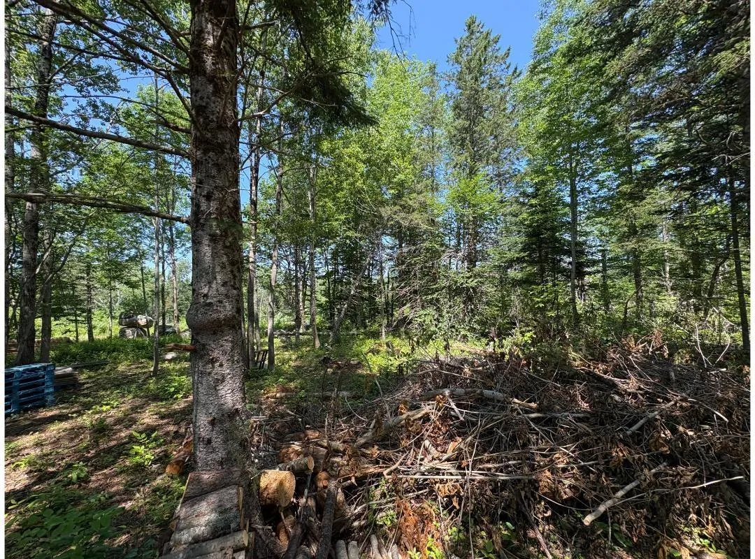 6908 Highway 12, Aldersville, NS B0J 2M0, ,Land,For Sale,Highway 12,202517681
