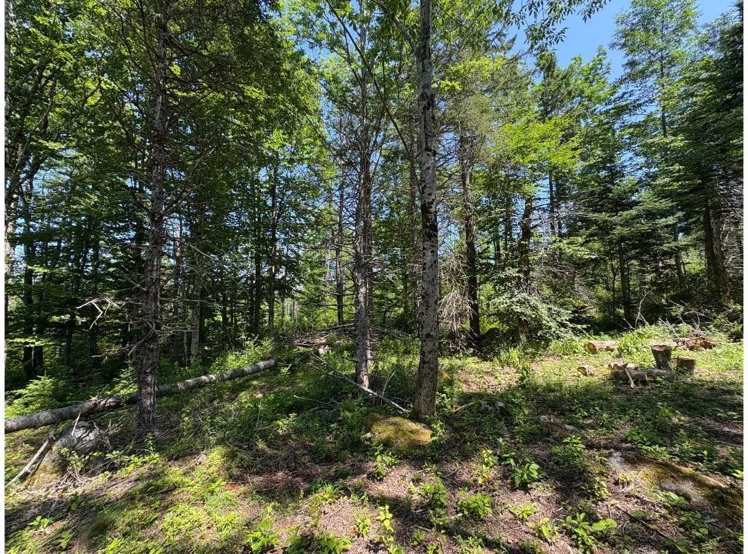6908 Highway 12, Aldersville, NS B0J 2M0, ,Land,For Sale,Highway 12,202517681