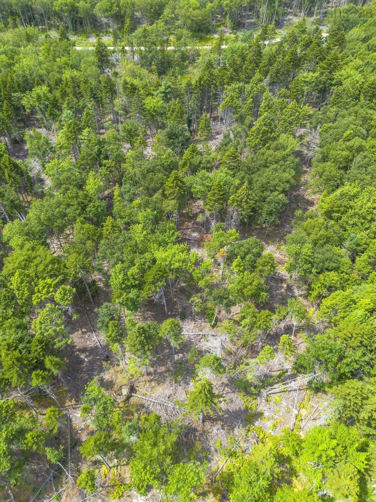 1 Bull Lake Road, Margo, NS B0W 1M0, ,Land,For Sale,Bull Lake,202520312