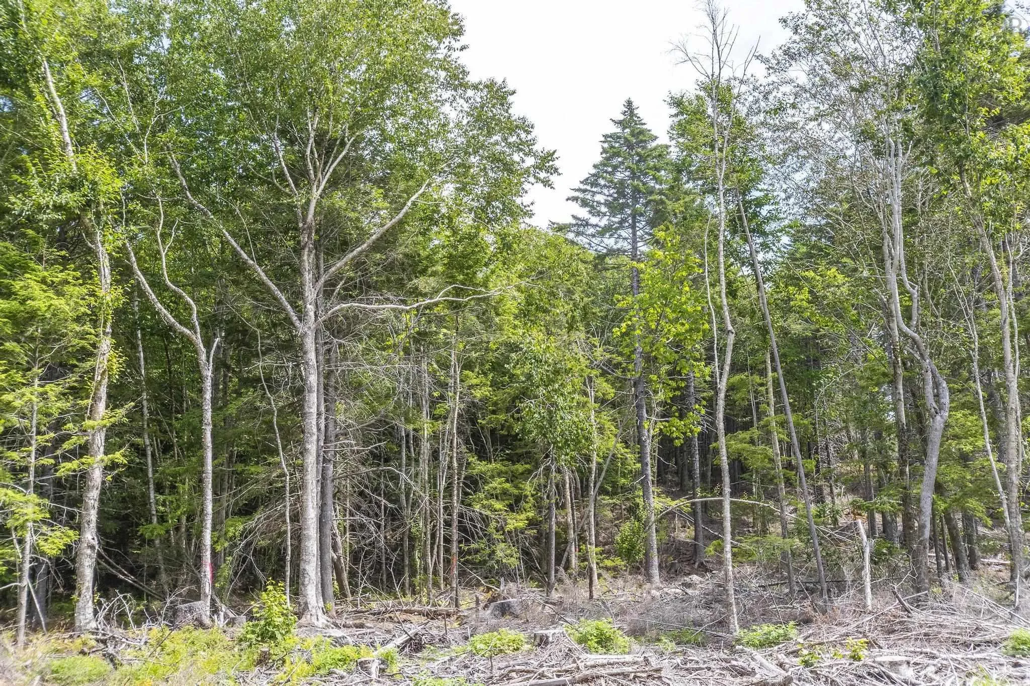 1 Bull Lake Road, Margo, NS B0W 1M0, ,Land,For Sale,Bull Lake,202520312