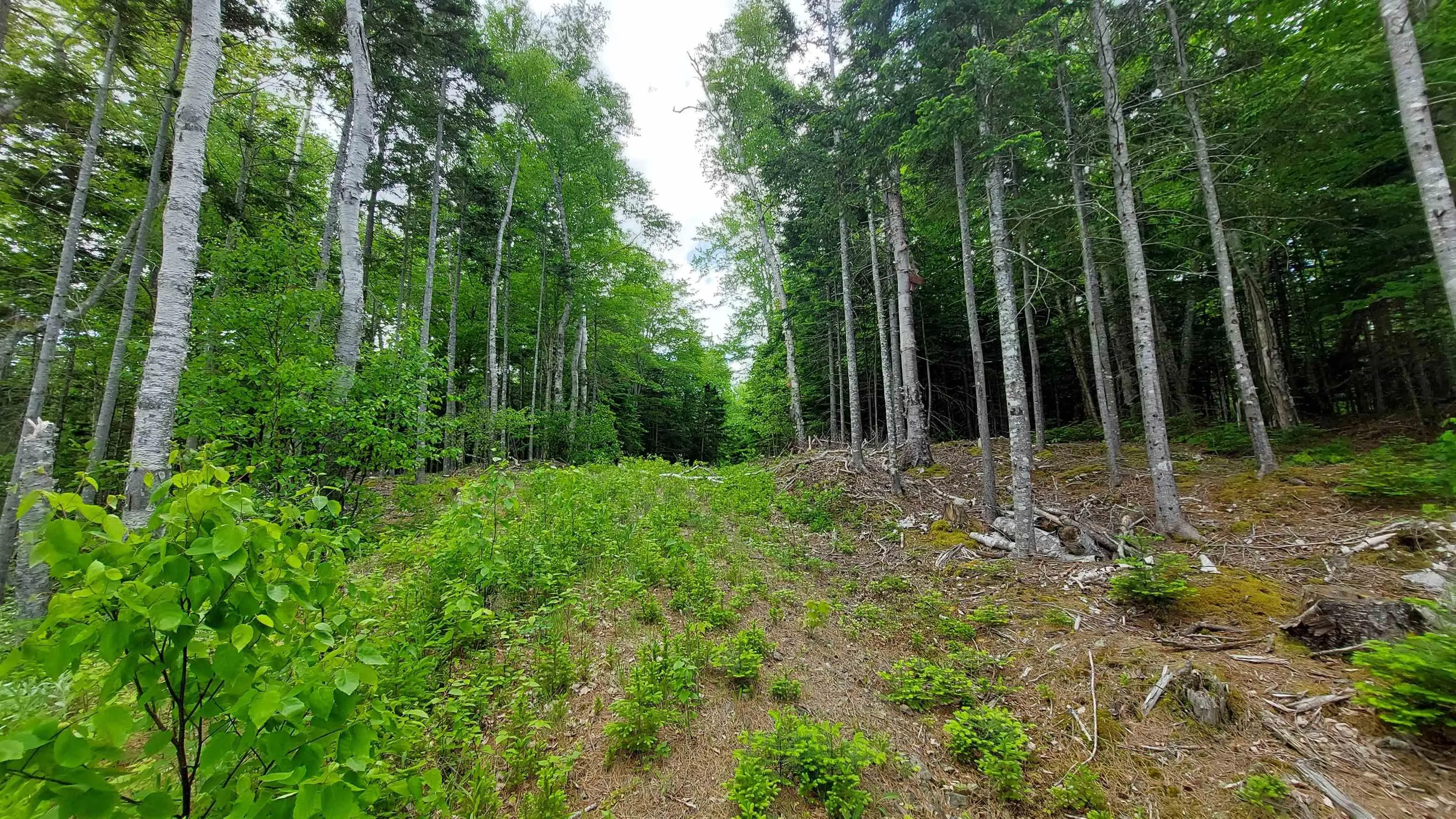 Lot 20 Redbird Dr, Malagawatch, NS B0E 2Y0, ,Land,For Sale,Redbird Dr,202519688