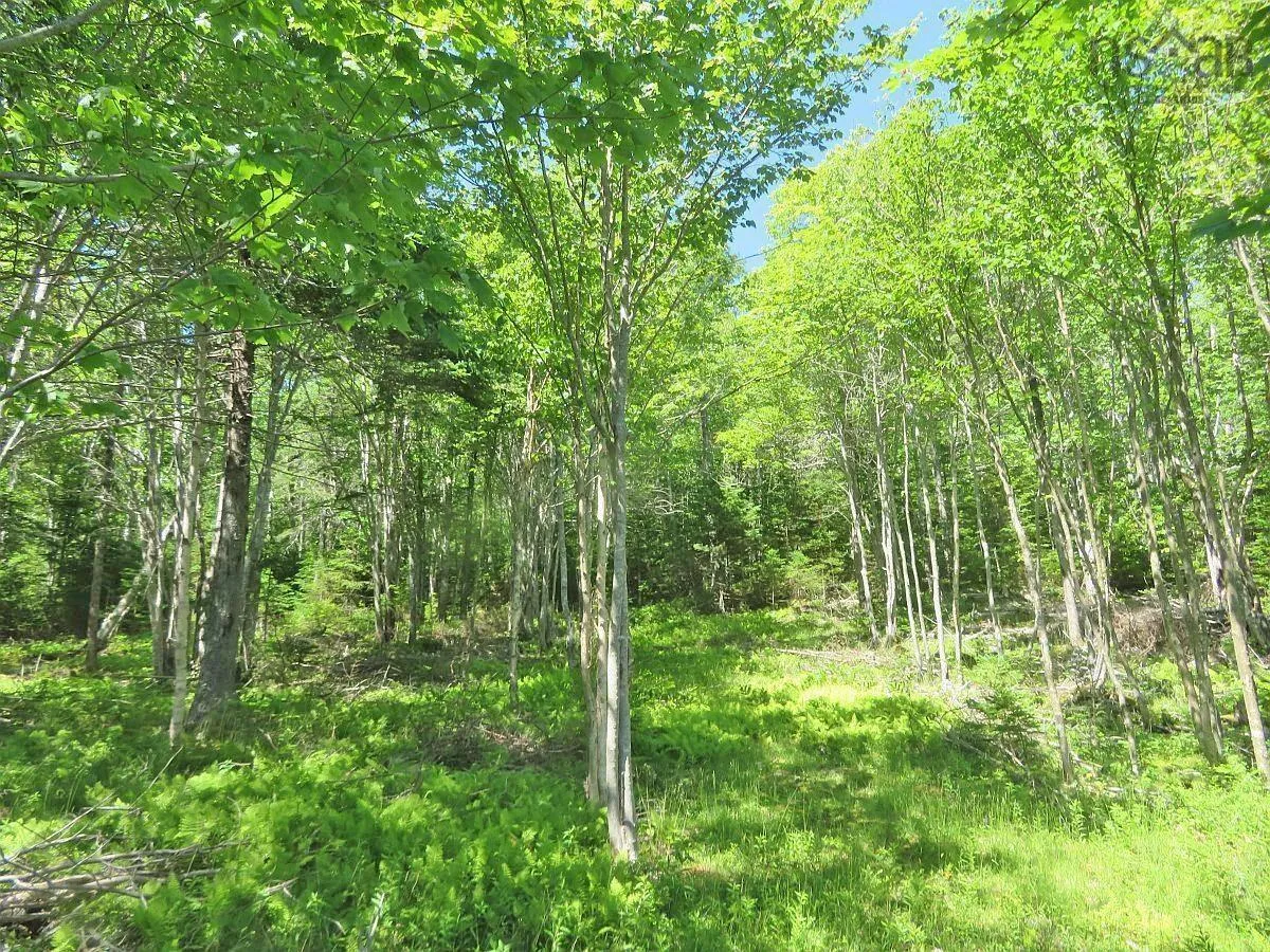 Lot 20 Redbird Dr, Malagawatch, NS B0E 2Y0, ,Land,For Sale,Redbird Dr,202519688