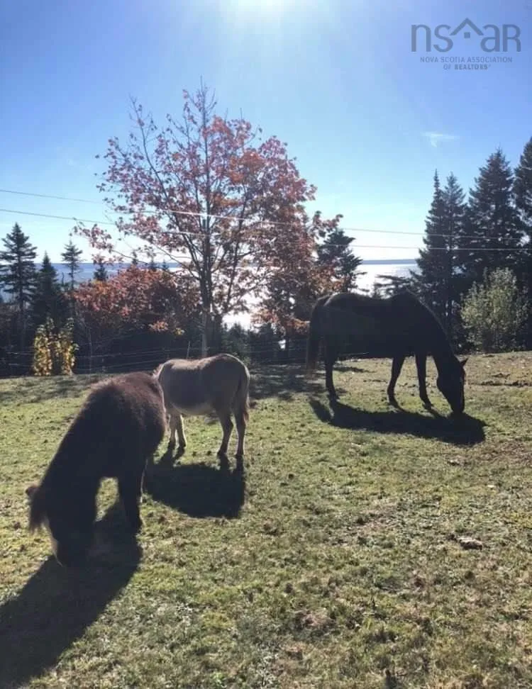 7787 Highway 209, Brookville, NS B0M 1S0, 2 Bedrooms Bedrooms, ,1 BathroomBathrooms,Residential,For Sale,Highway 209,202519280