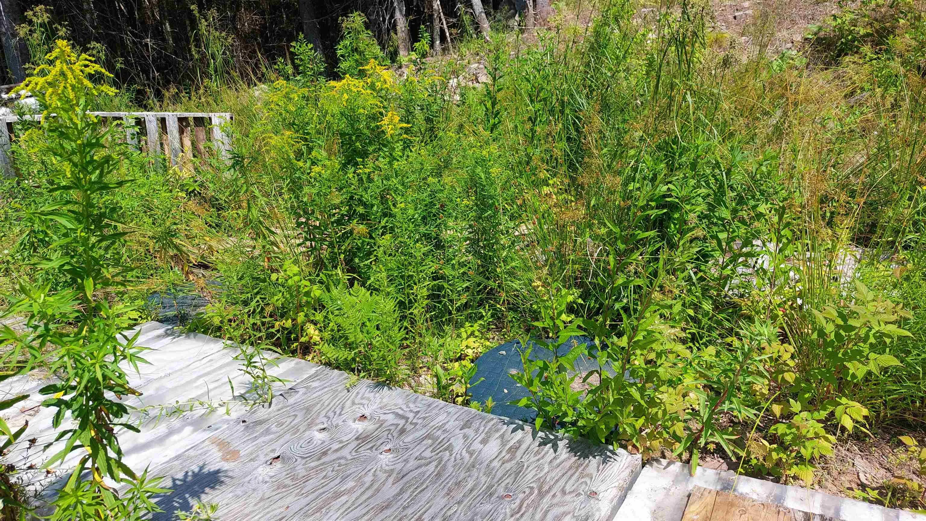 75 Evanston Rd, Cleveland, NS B0E 1J0, ,Land,For Sale,Evanston Rd,202518843